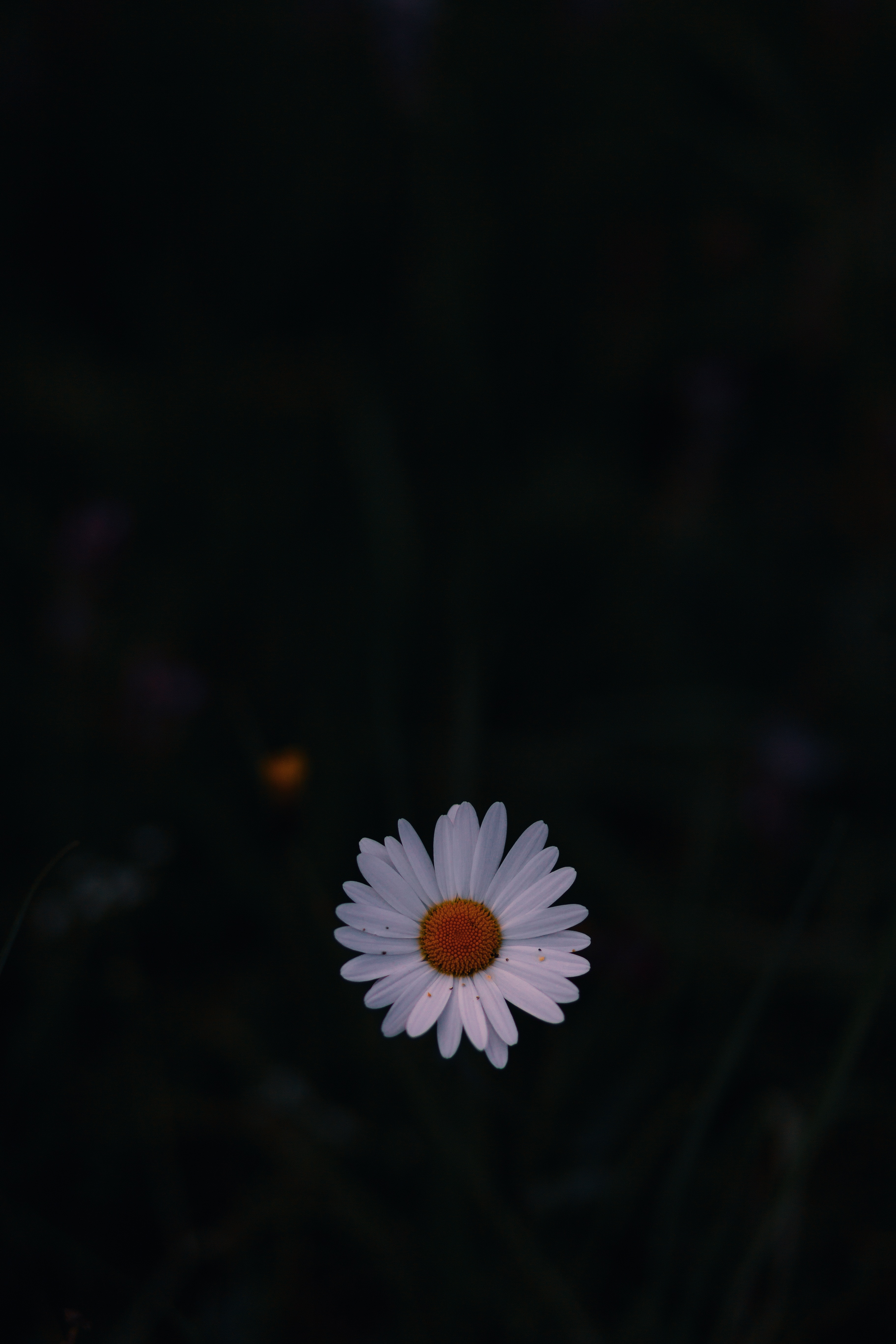 Camomile Wallpapers