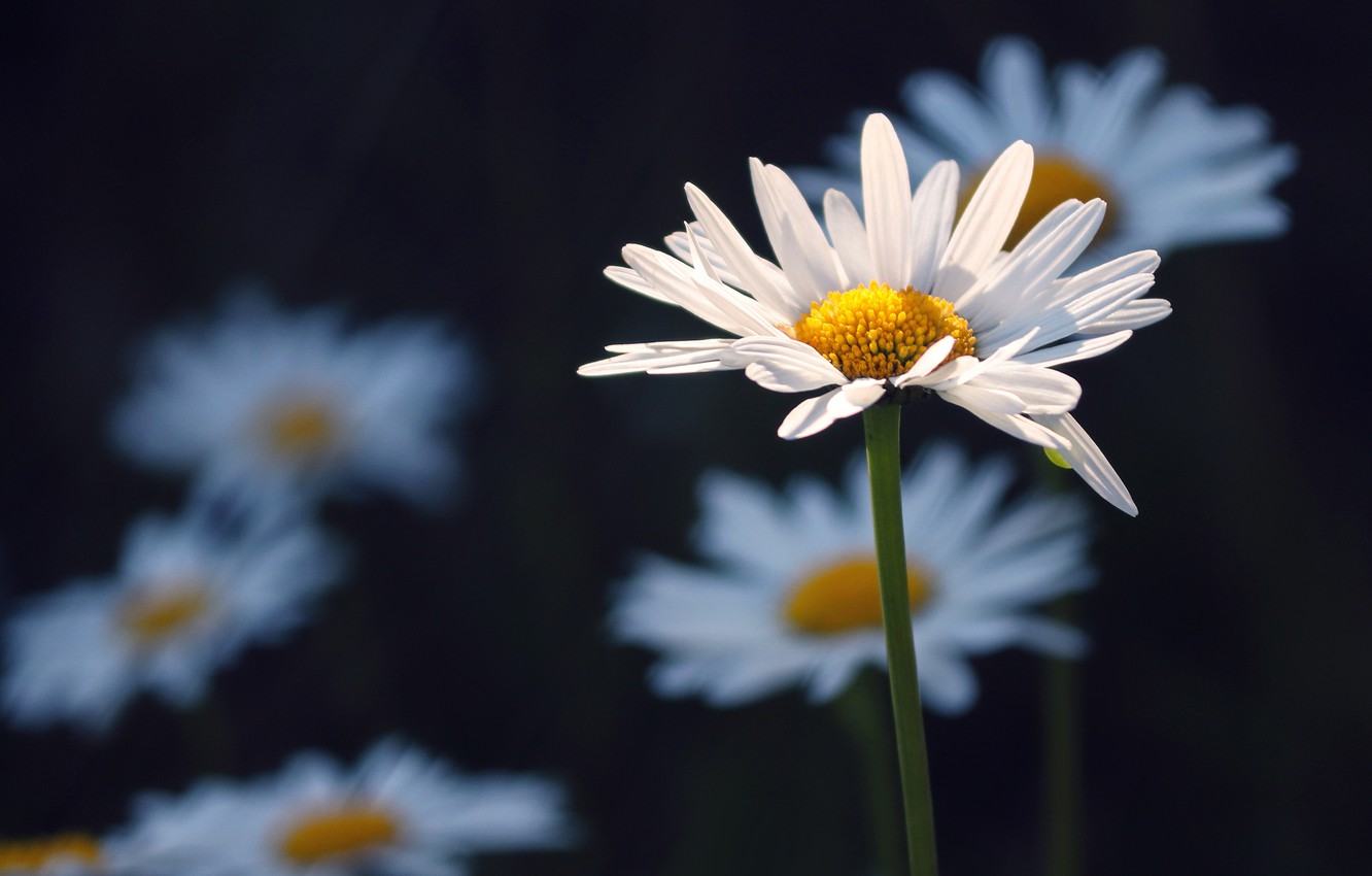 Camomile Wallpapers