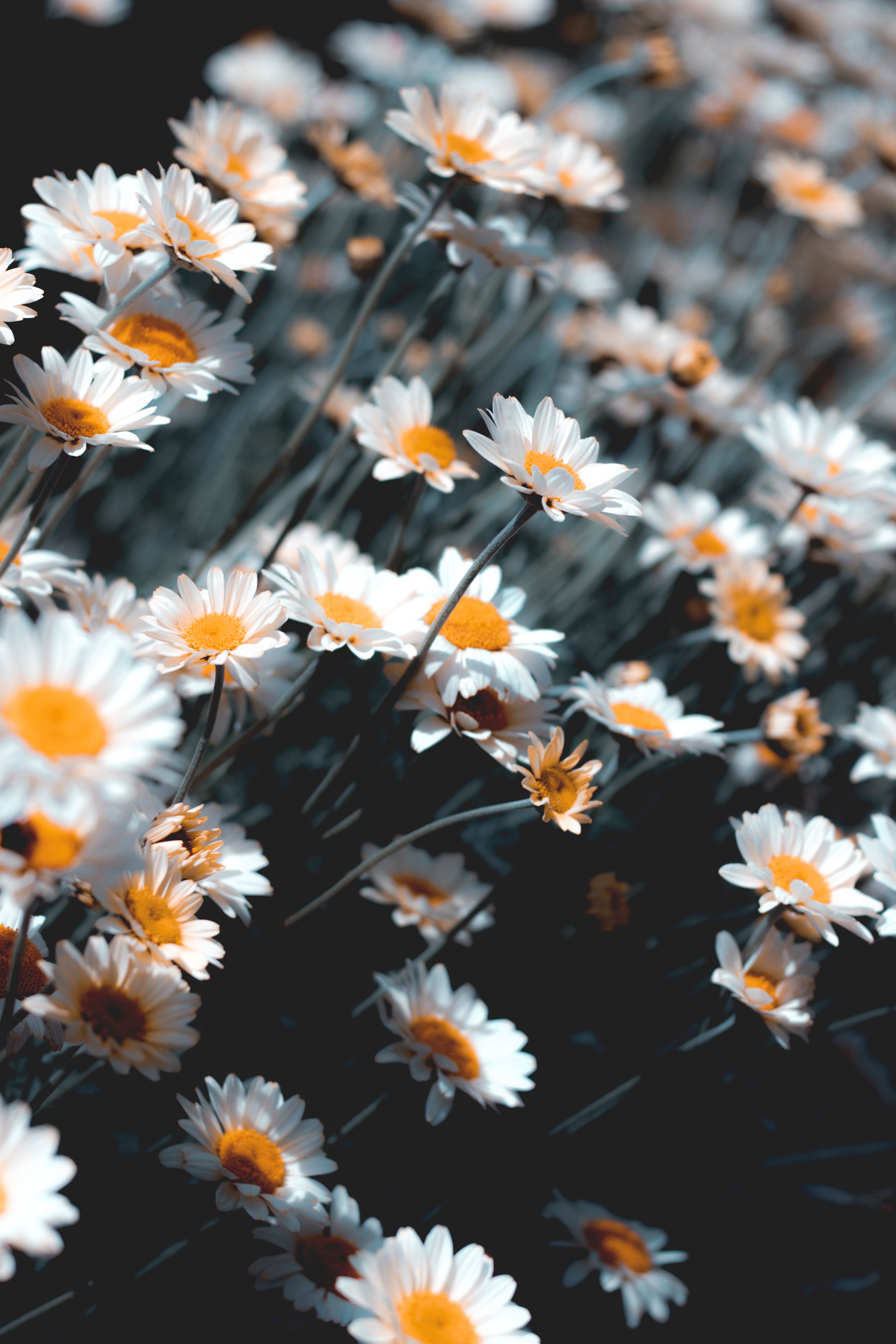 Camomile Wallpapers