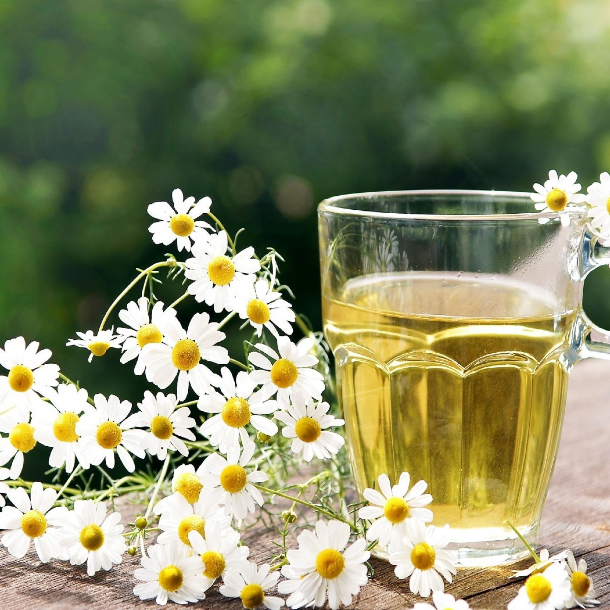 Camomile Wallpapers