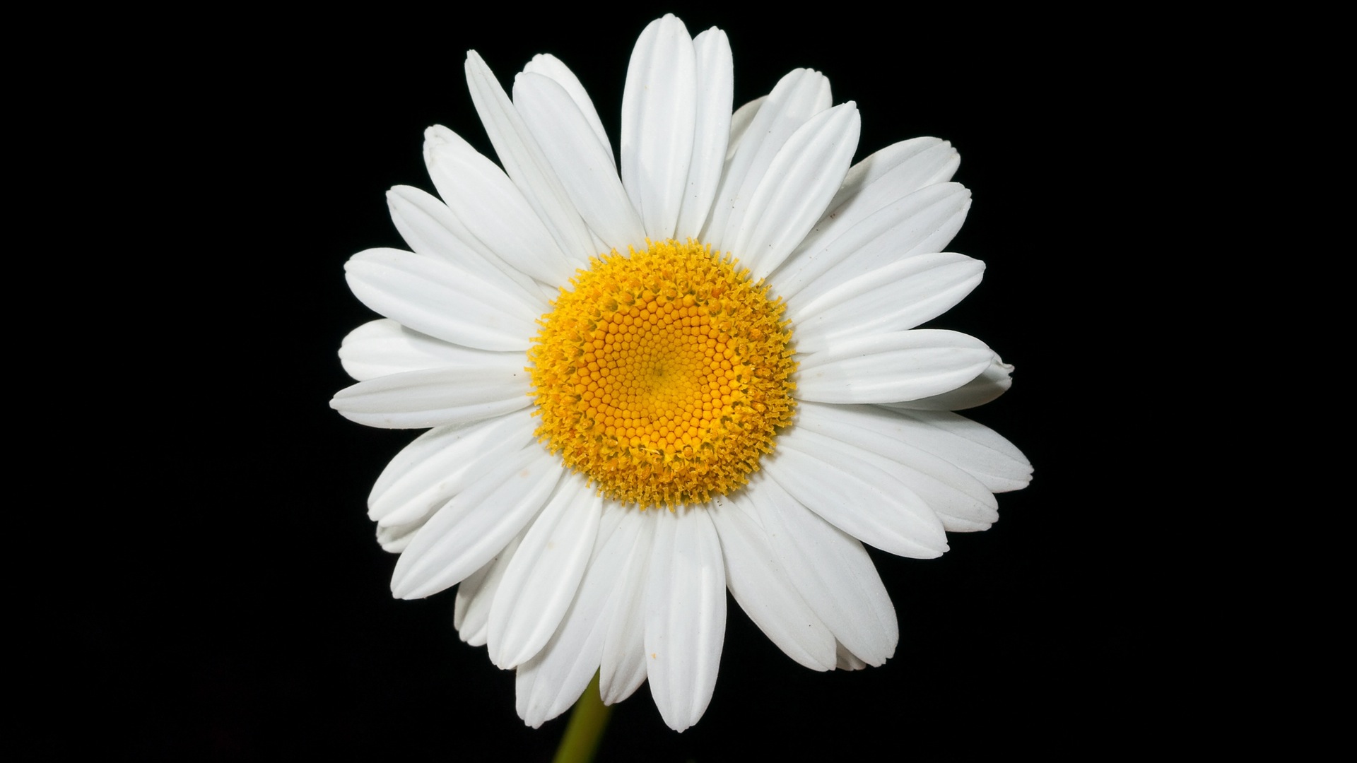 Camomile Wallpapers