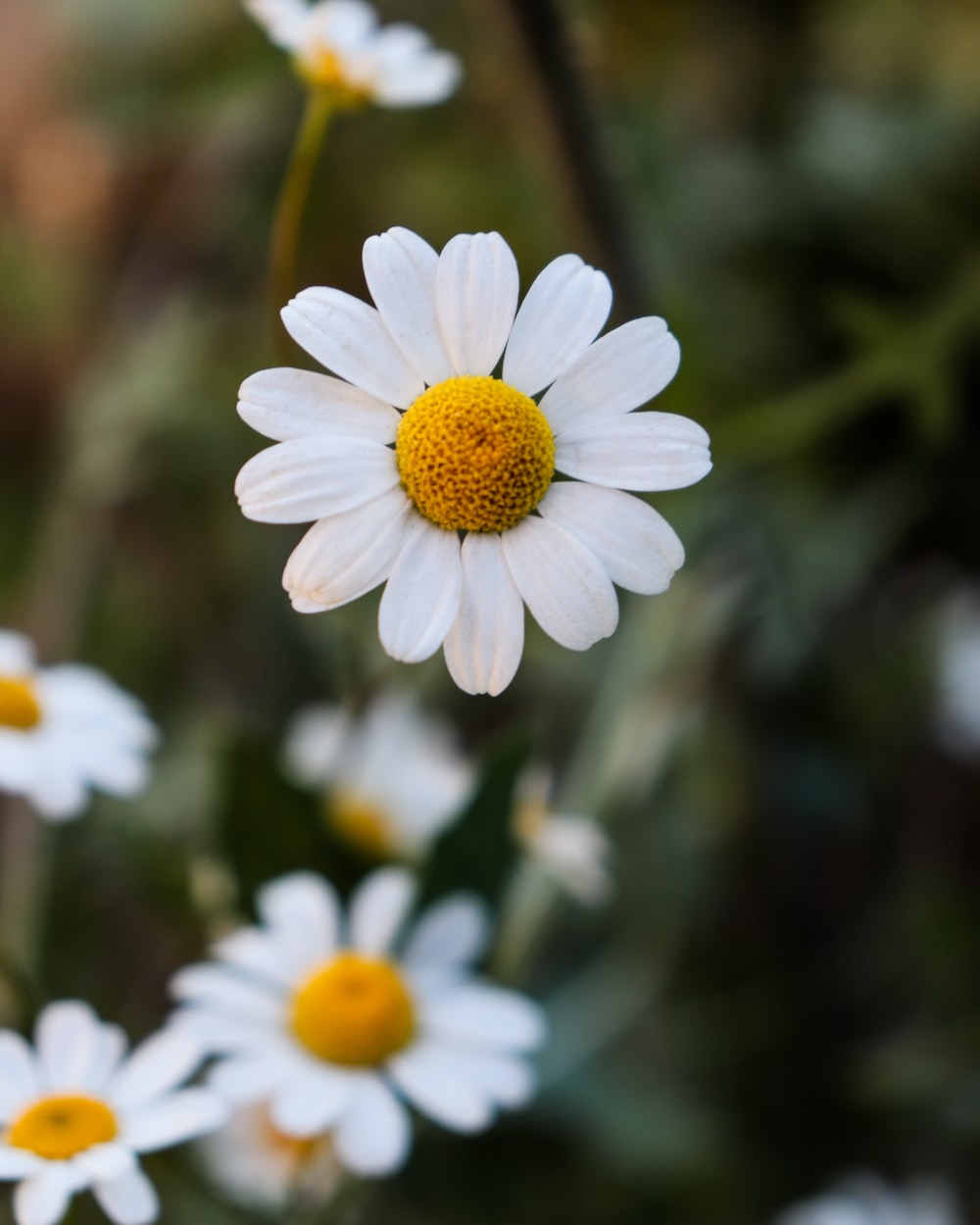 Camomile Wallpapers