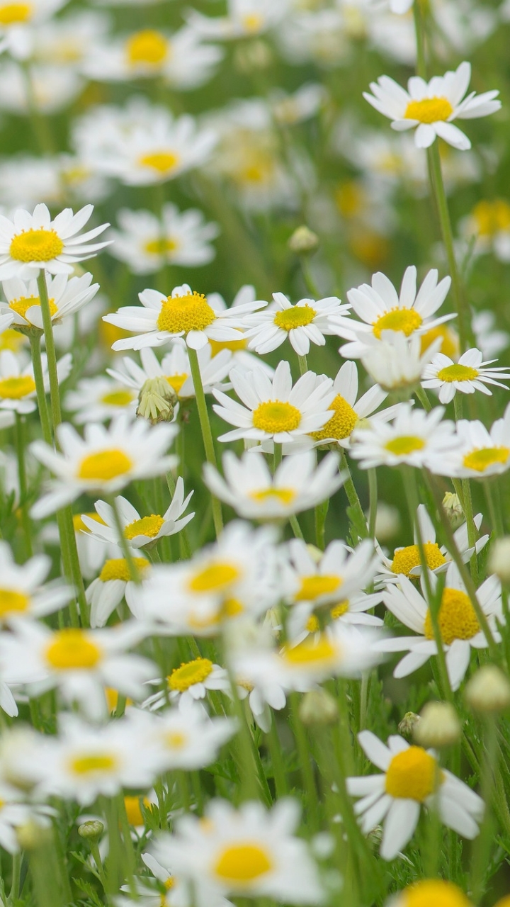 Camomile Wallpapers