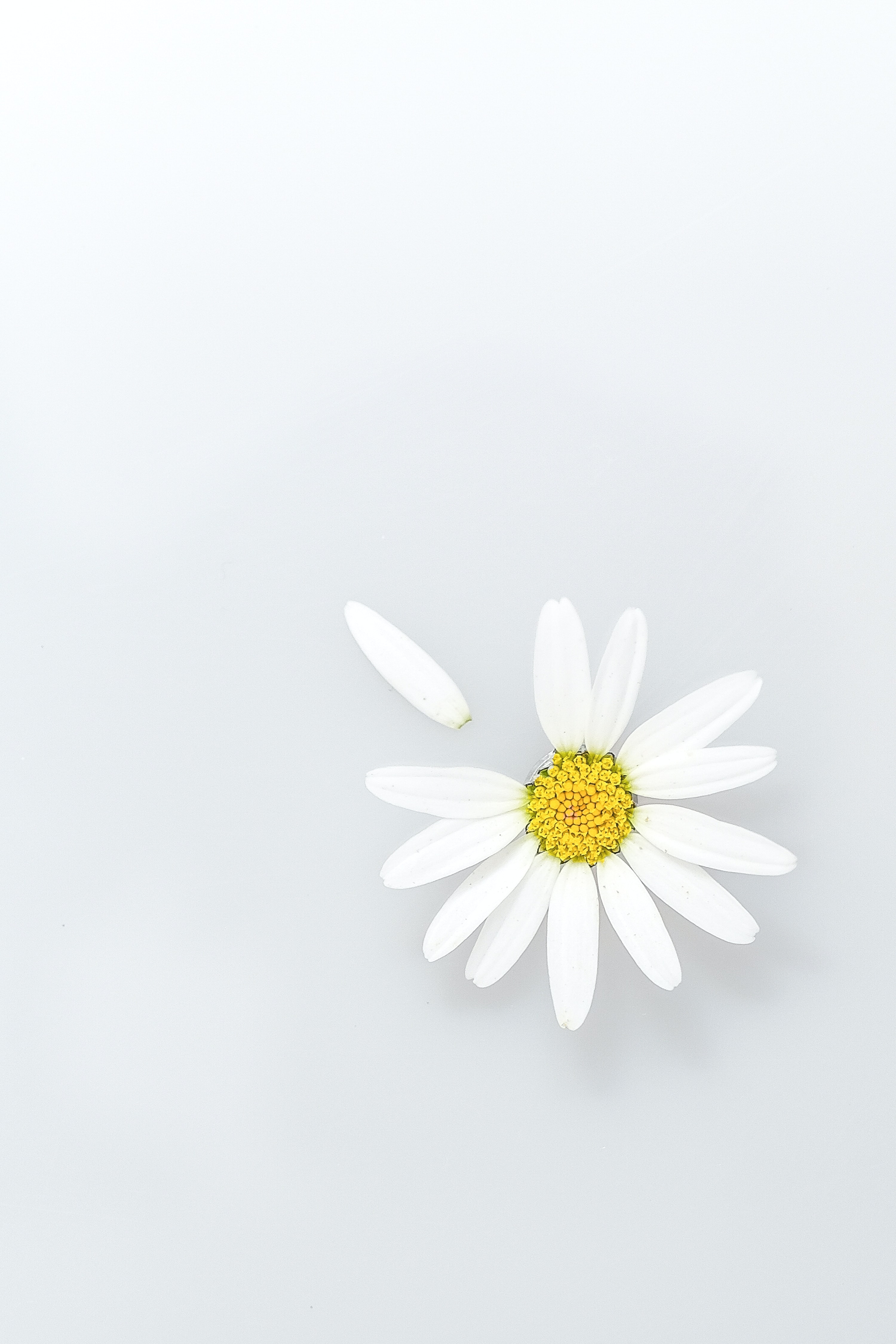 Camomile Wallpapers