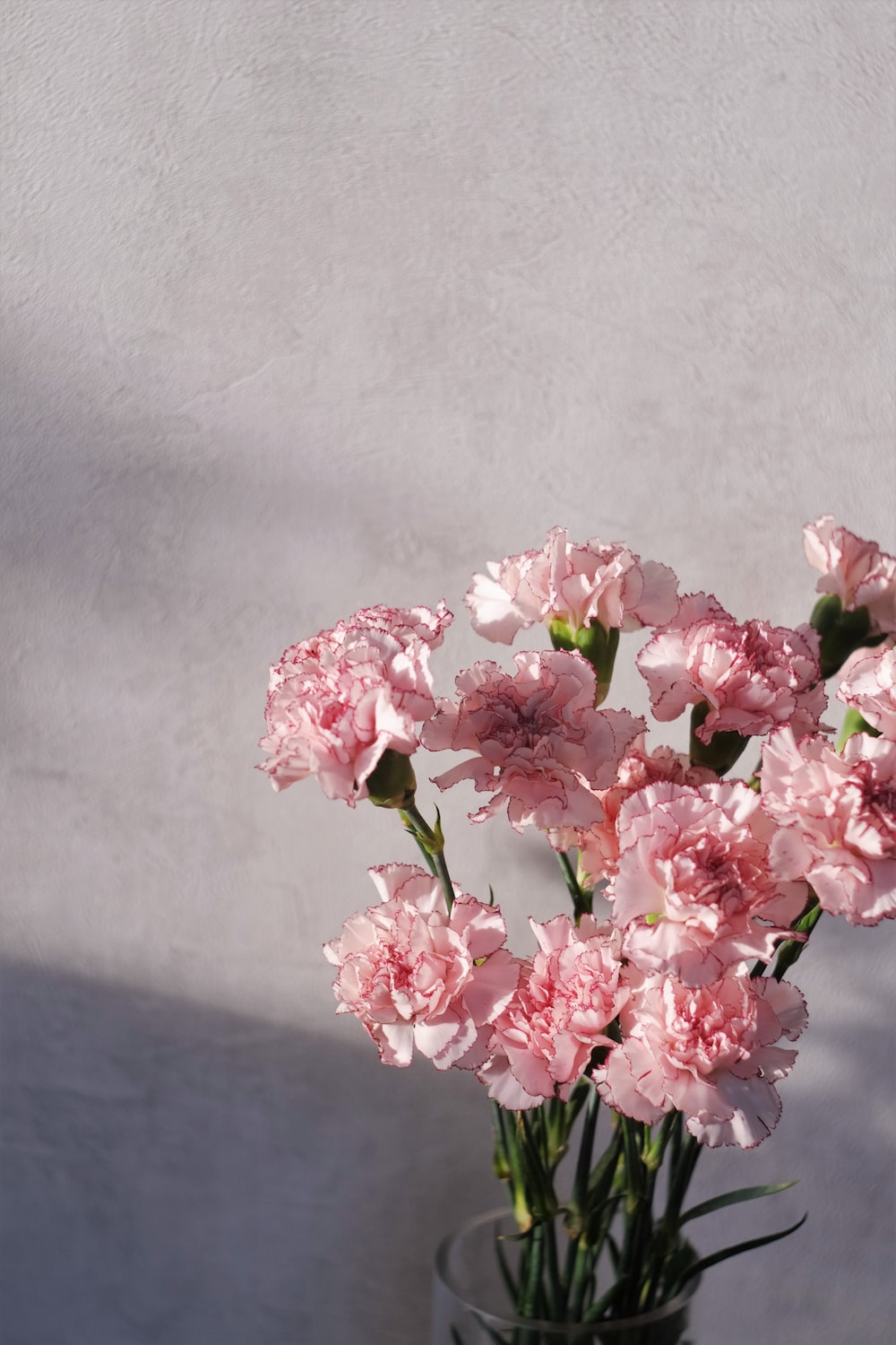 Carnation Wallpapers