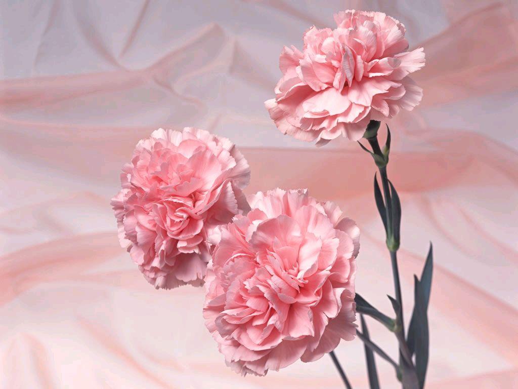 Carnation Wallpapers