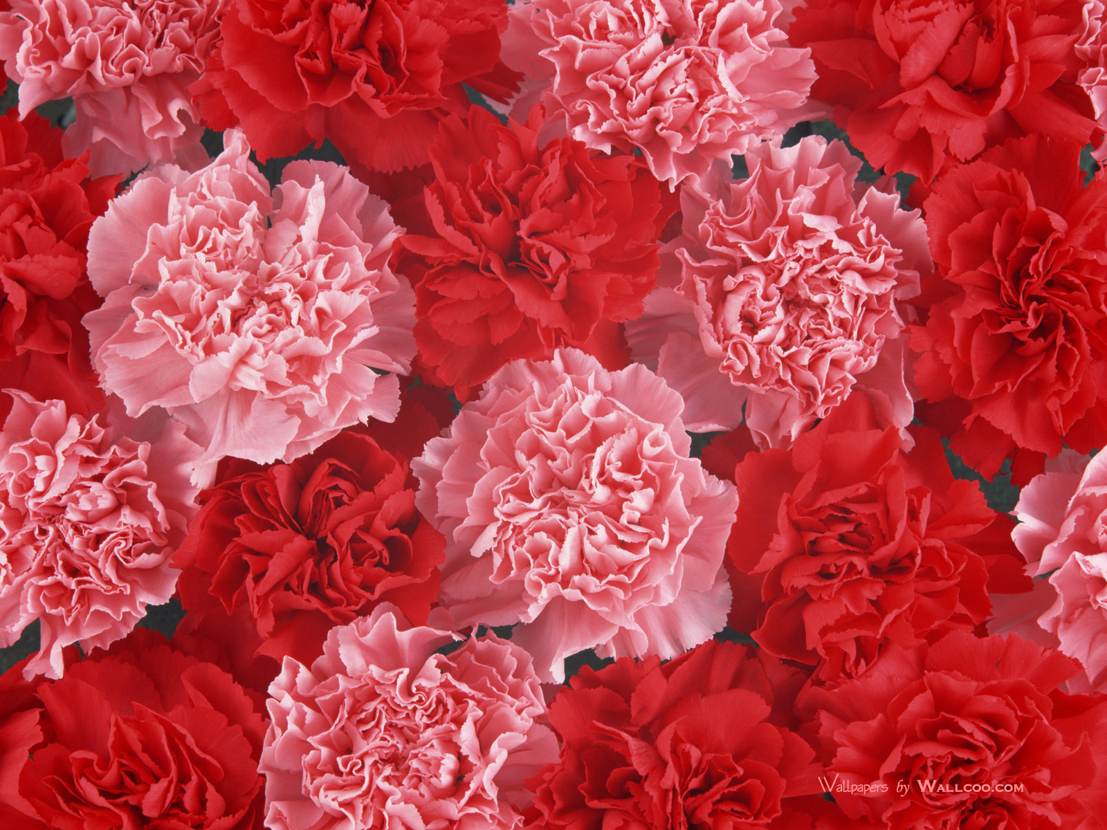 Carnation Wallpapers