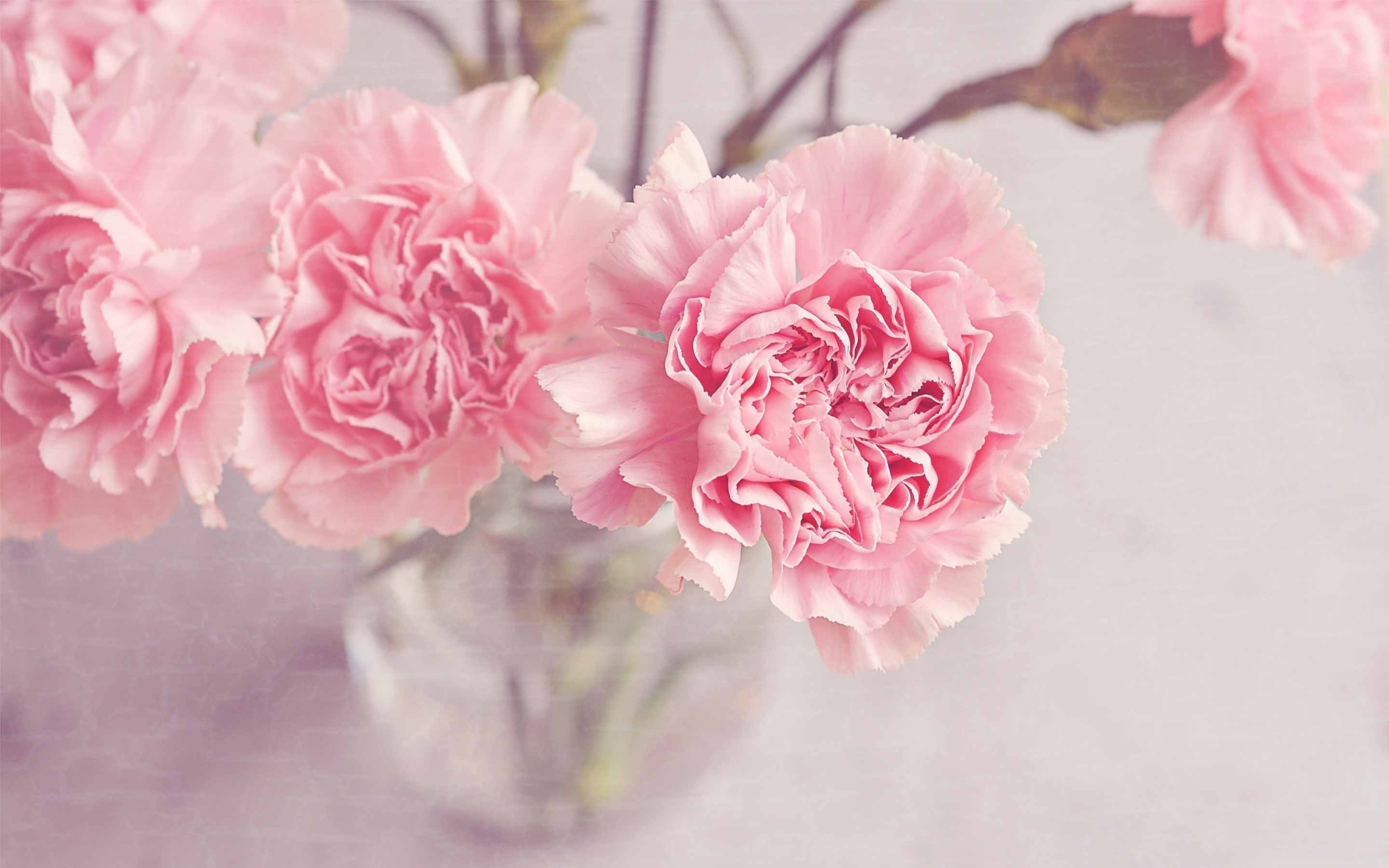 Carnation Wallpapers