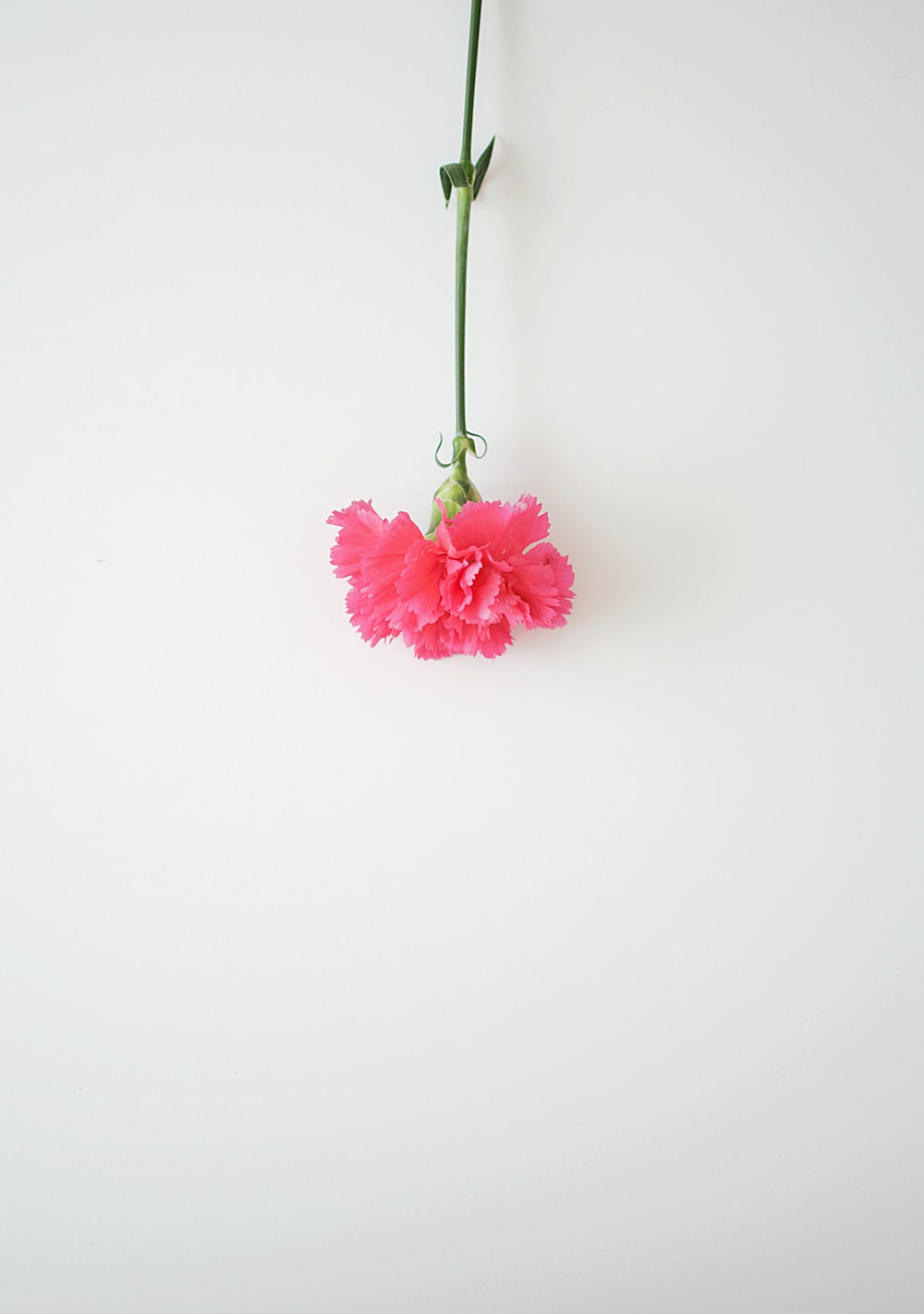 Carnation Wallpapers