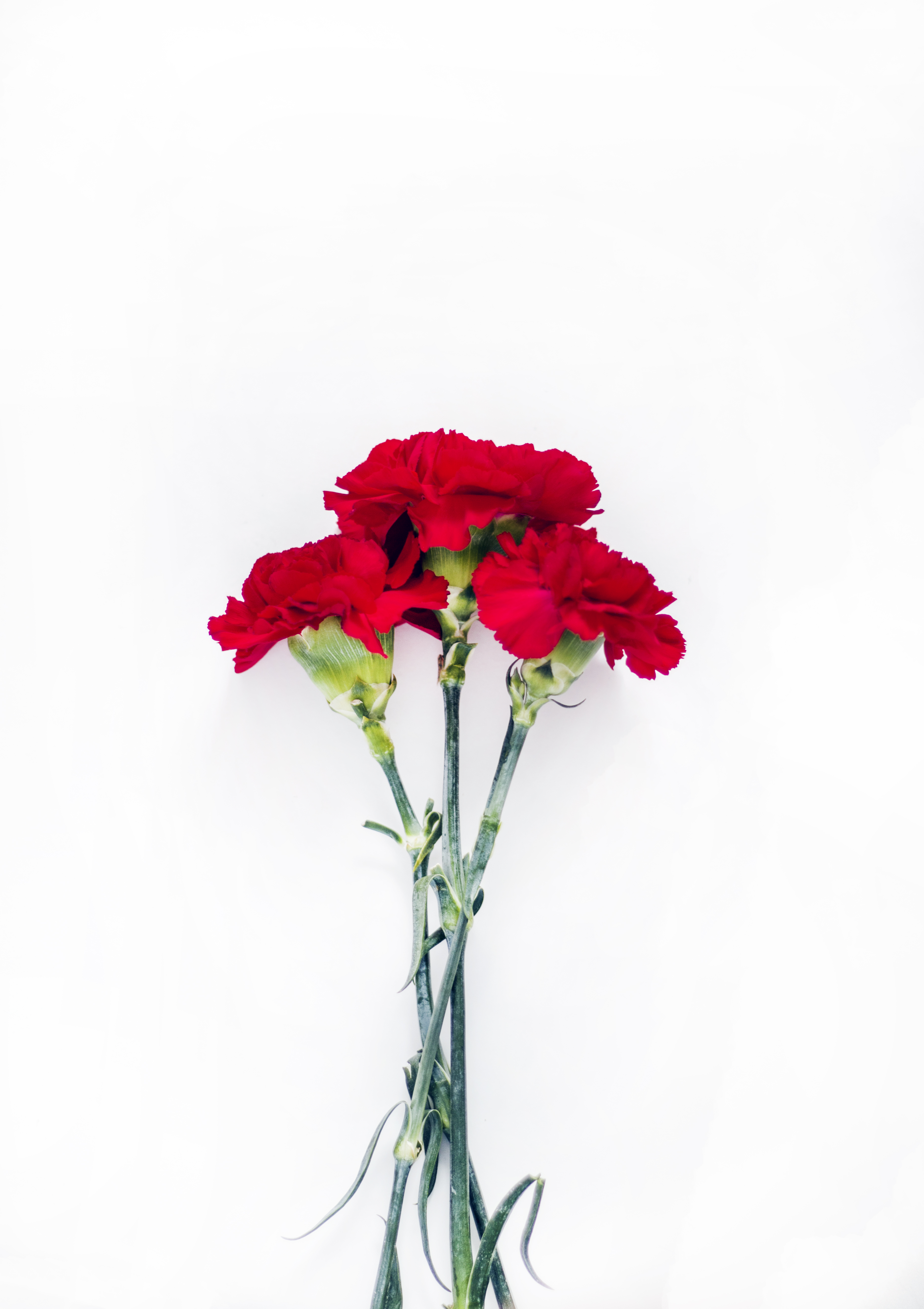 Carnation Wallpapers