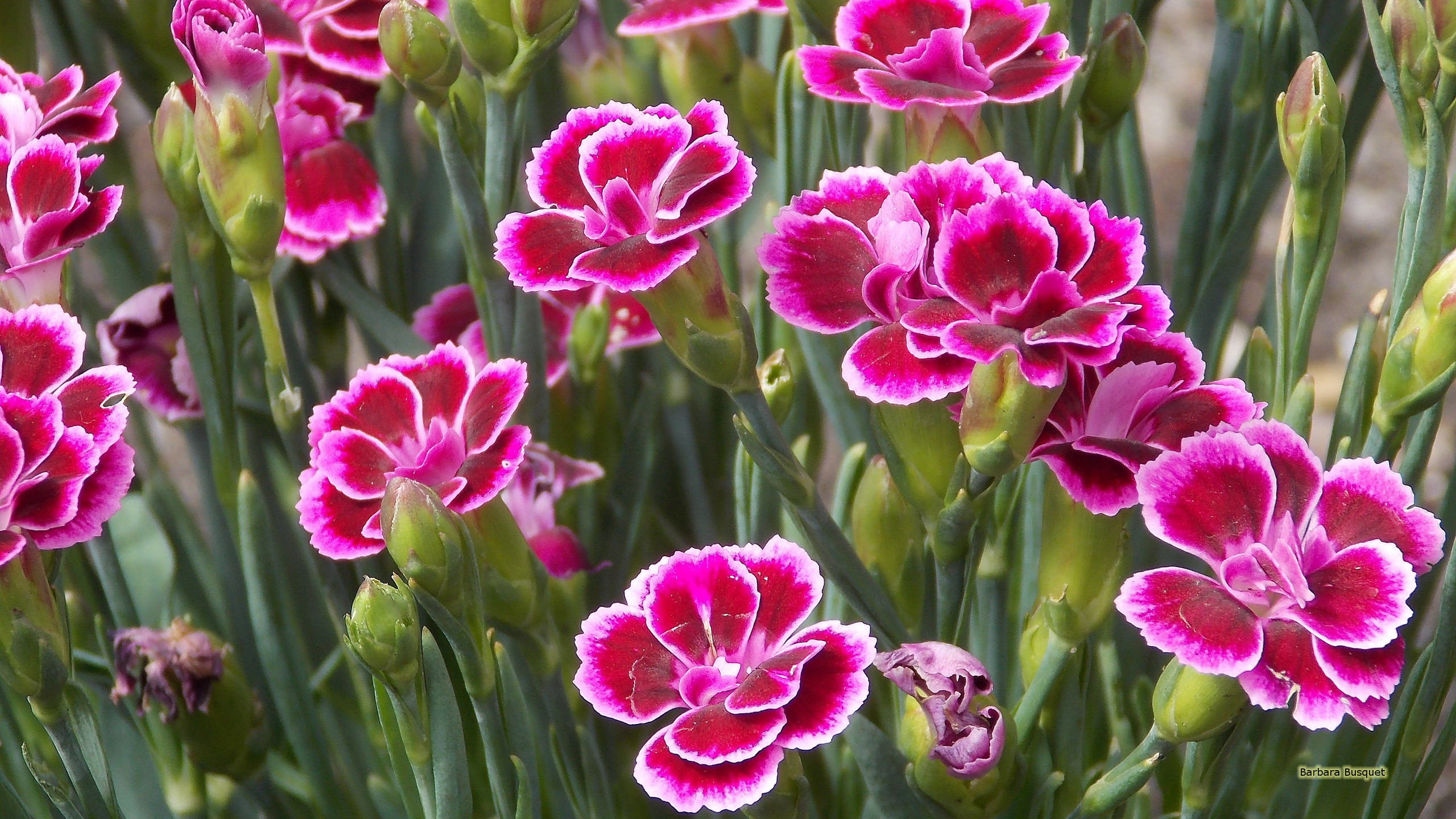 Carnation Wallpapers