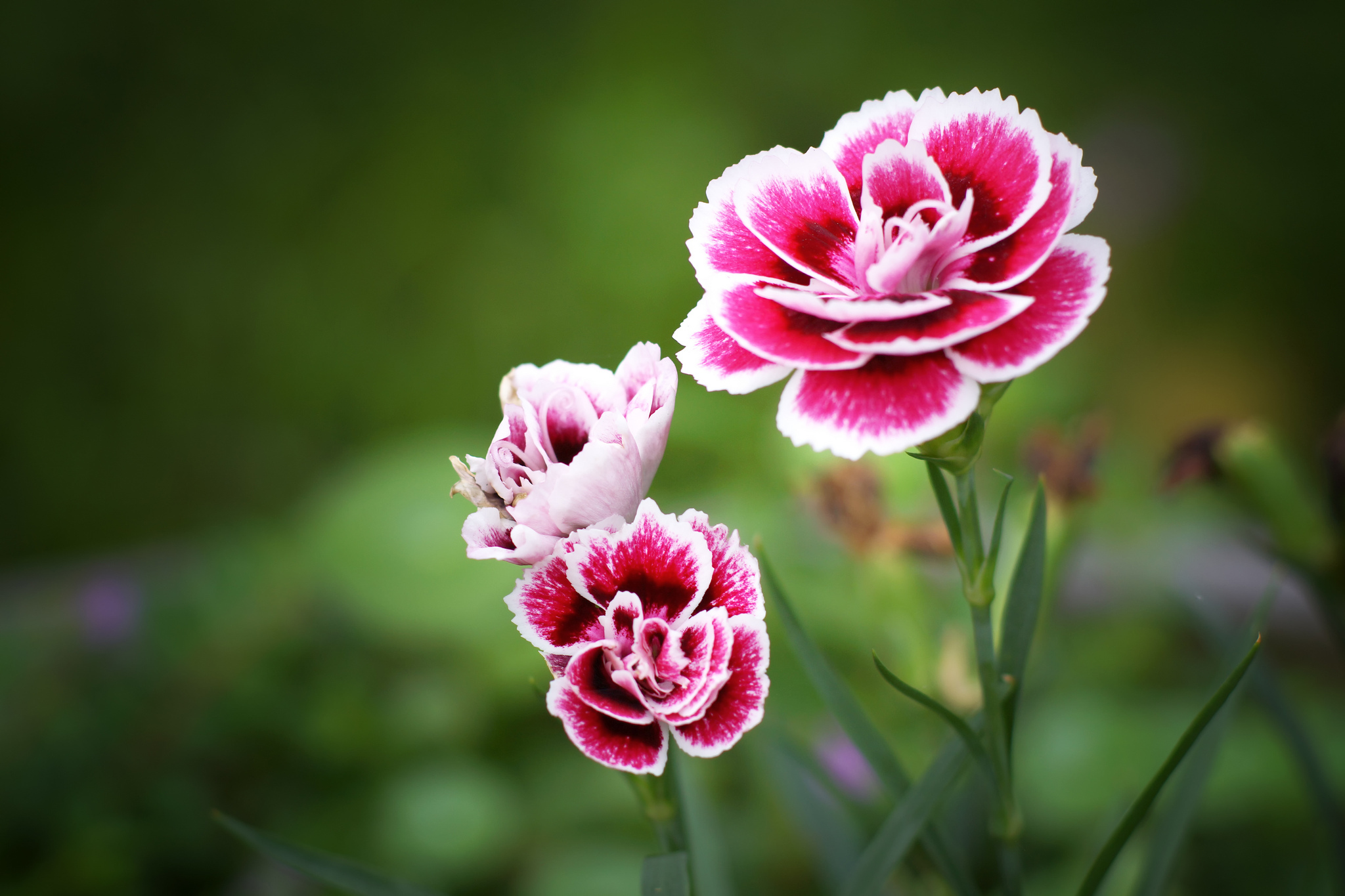 Carnation Wallpapers