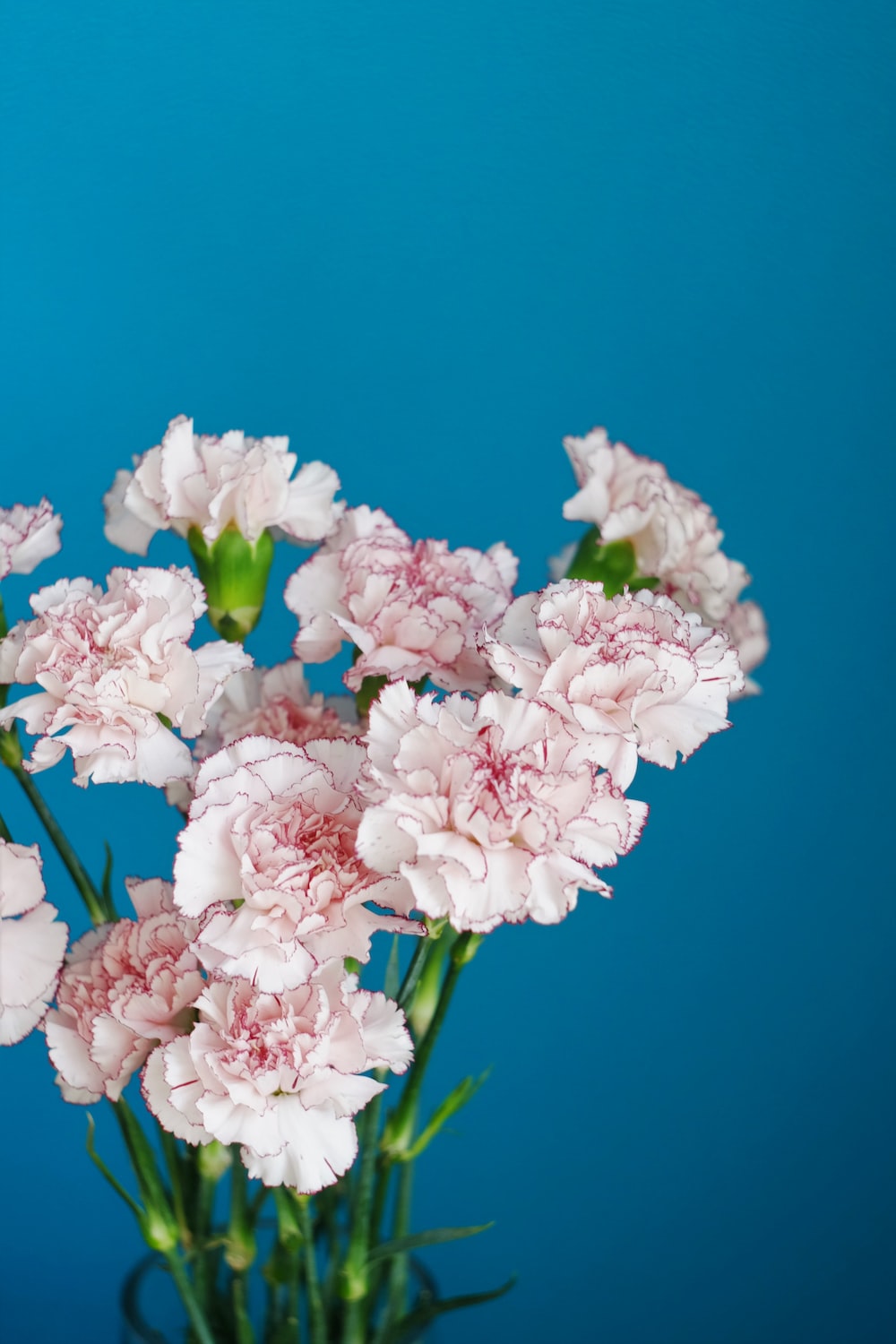 Carnation Wallpapers