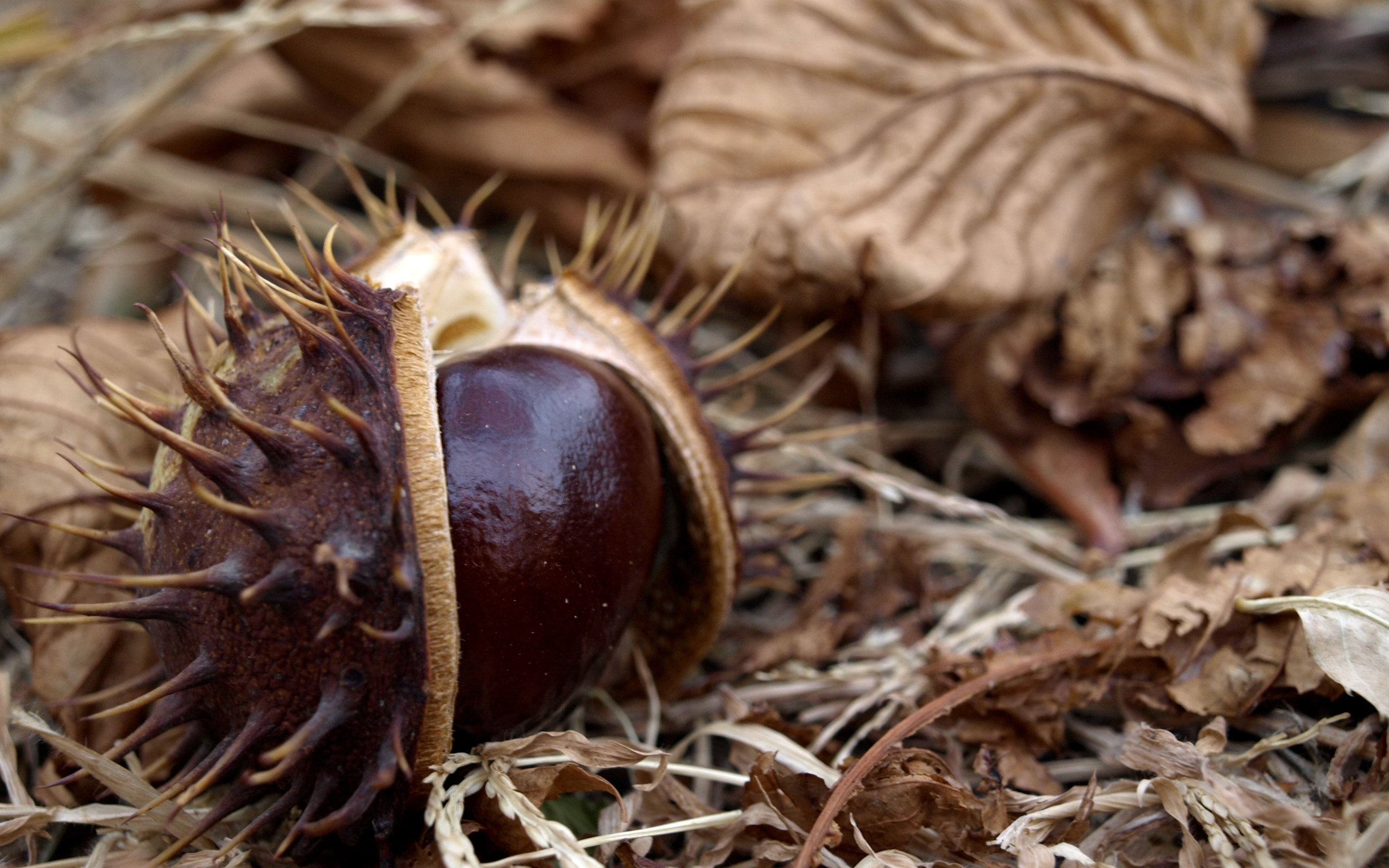 Chestnut Wallpapers