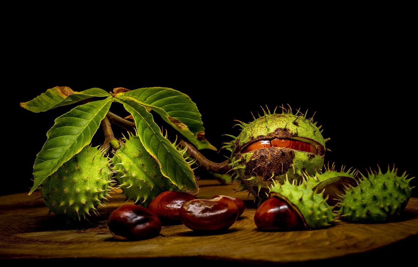 Chestnut Wallpapers