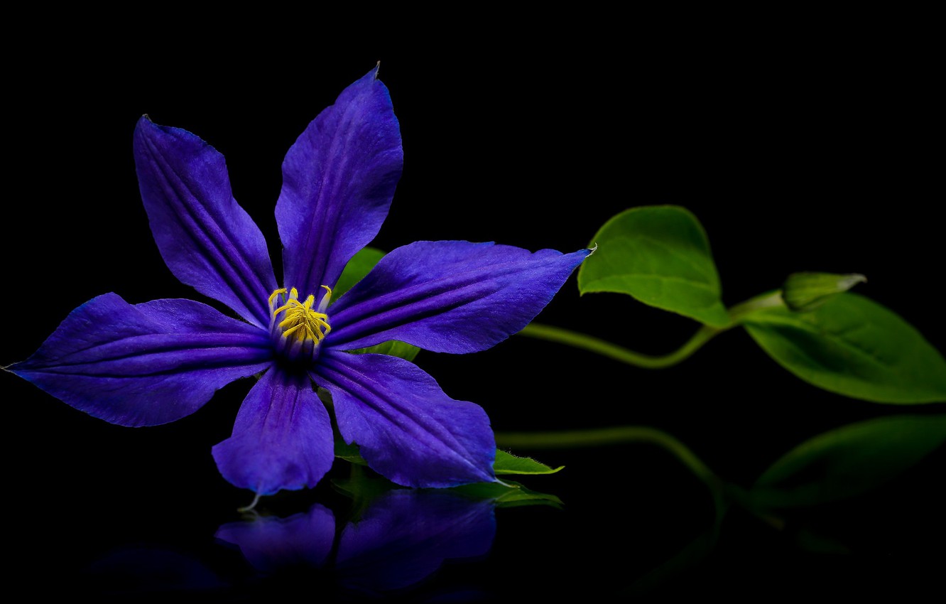 Clematis Wallpapers