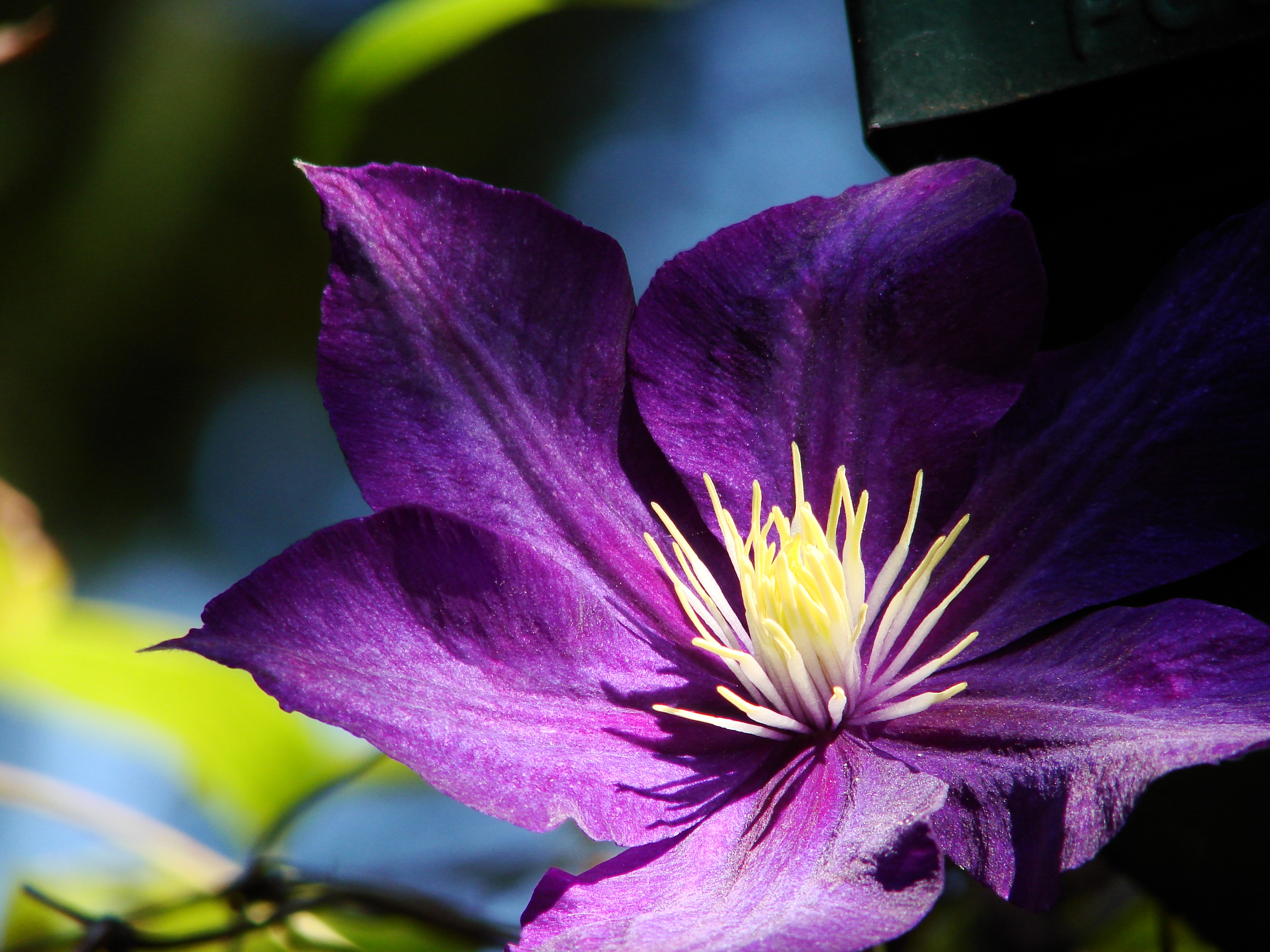 Clematis Wallpapers