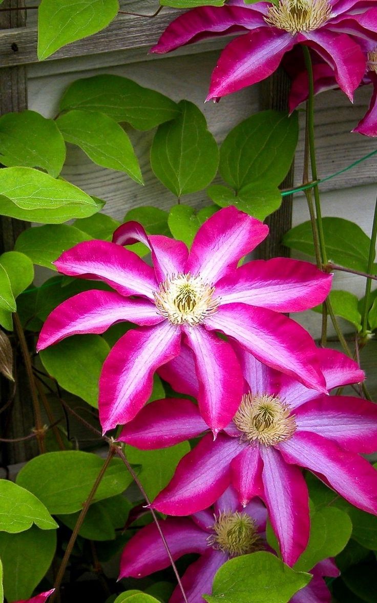 Clematis Wallpapers