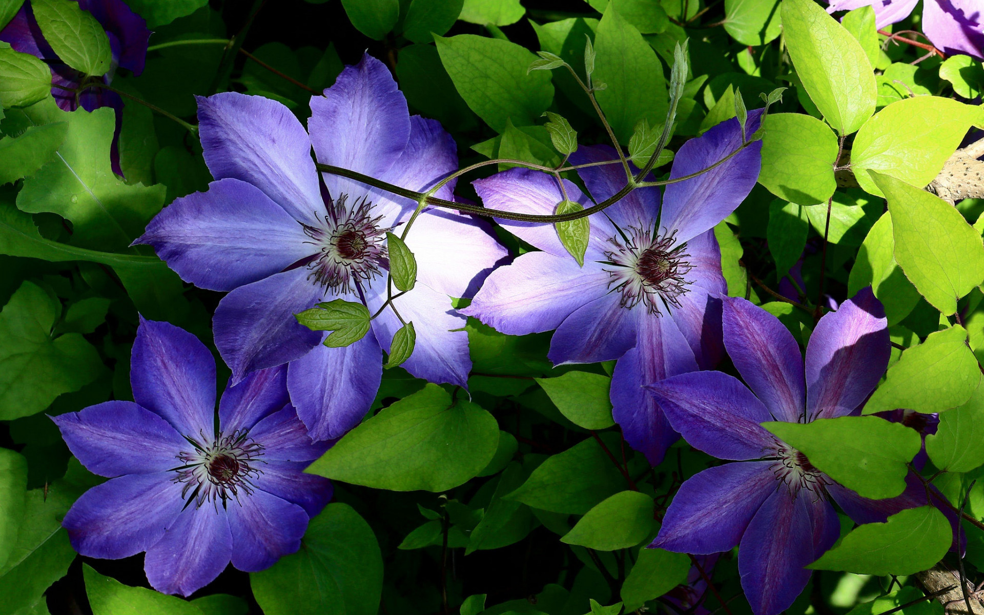 Clematis Wallpapers