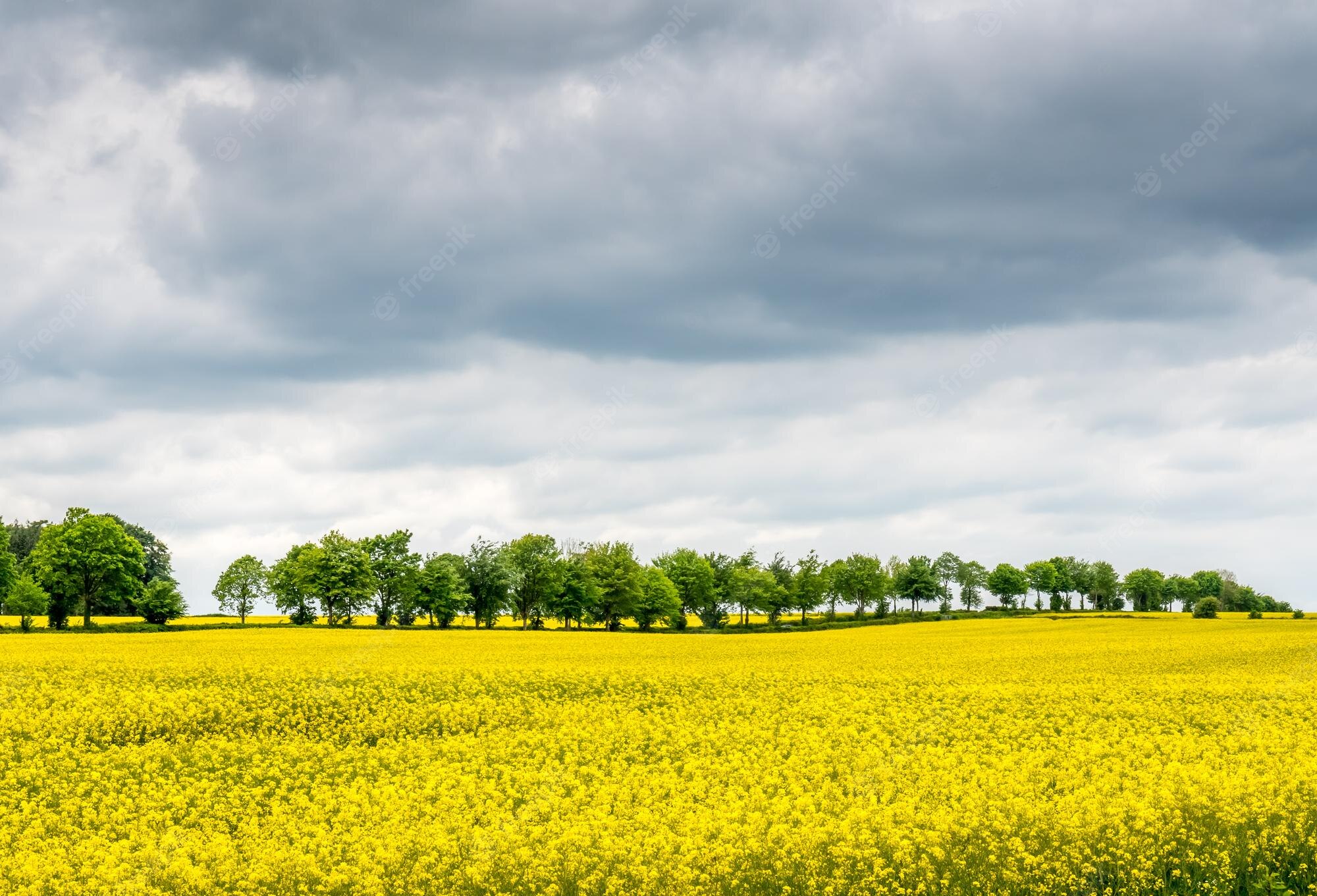 Cloudy Field Paint Wallpapers