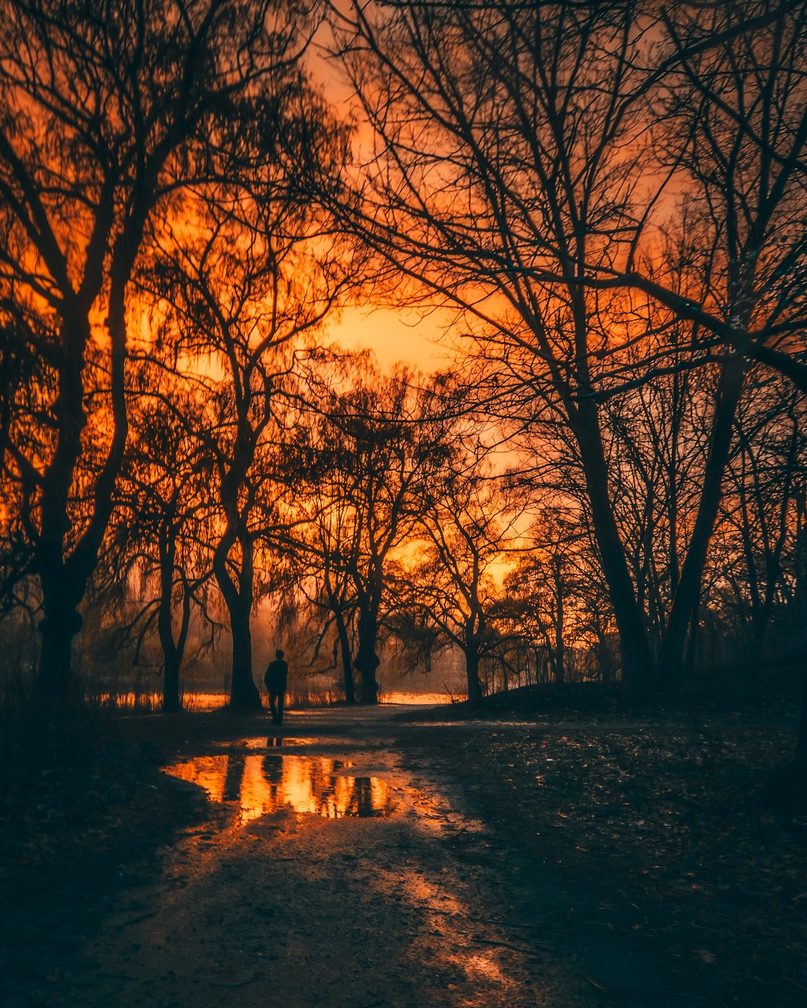 Cloudy Orange Sunset In Forest Wallpapers