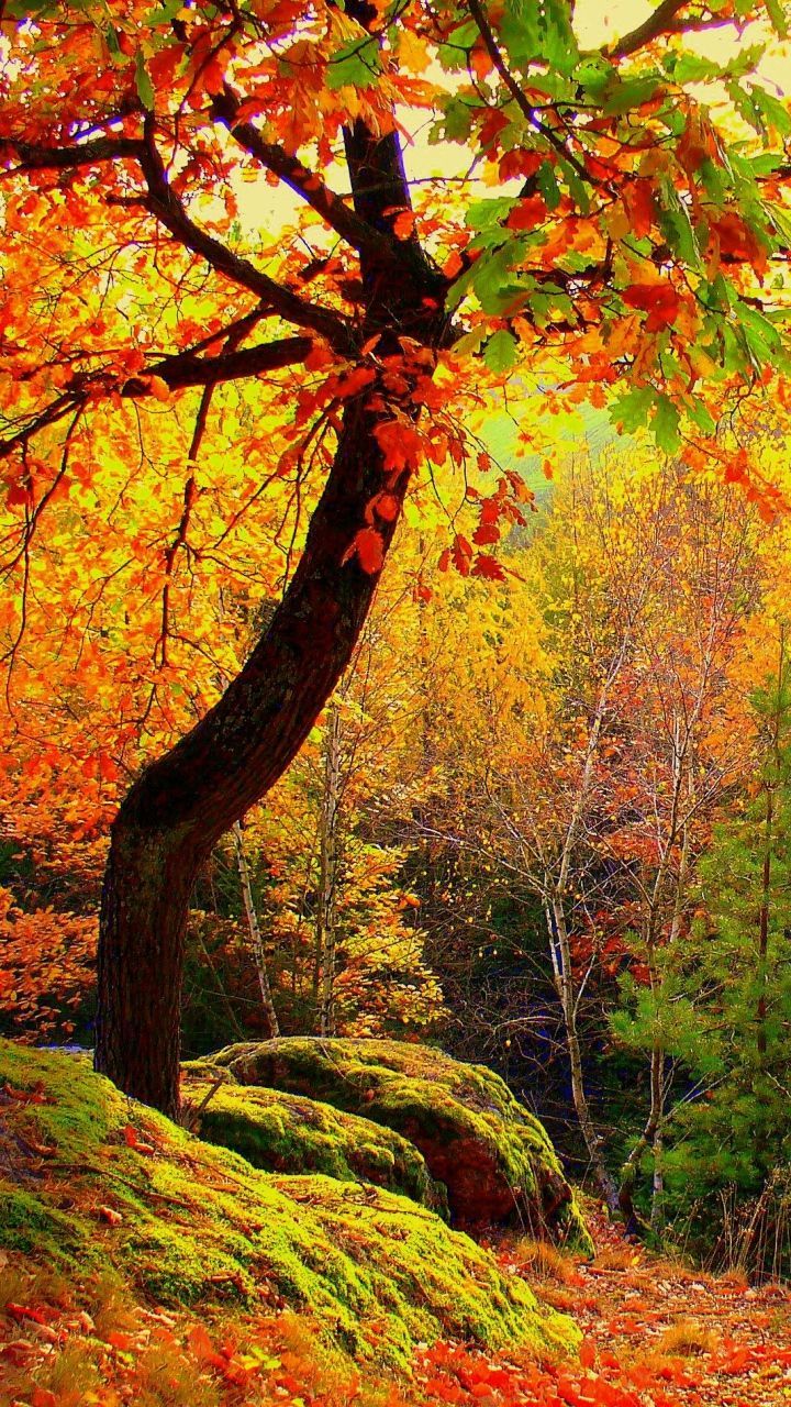 Colorful Landscape Forest Fall Wallpapers