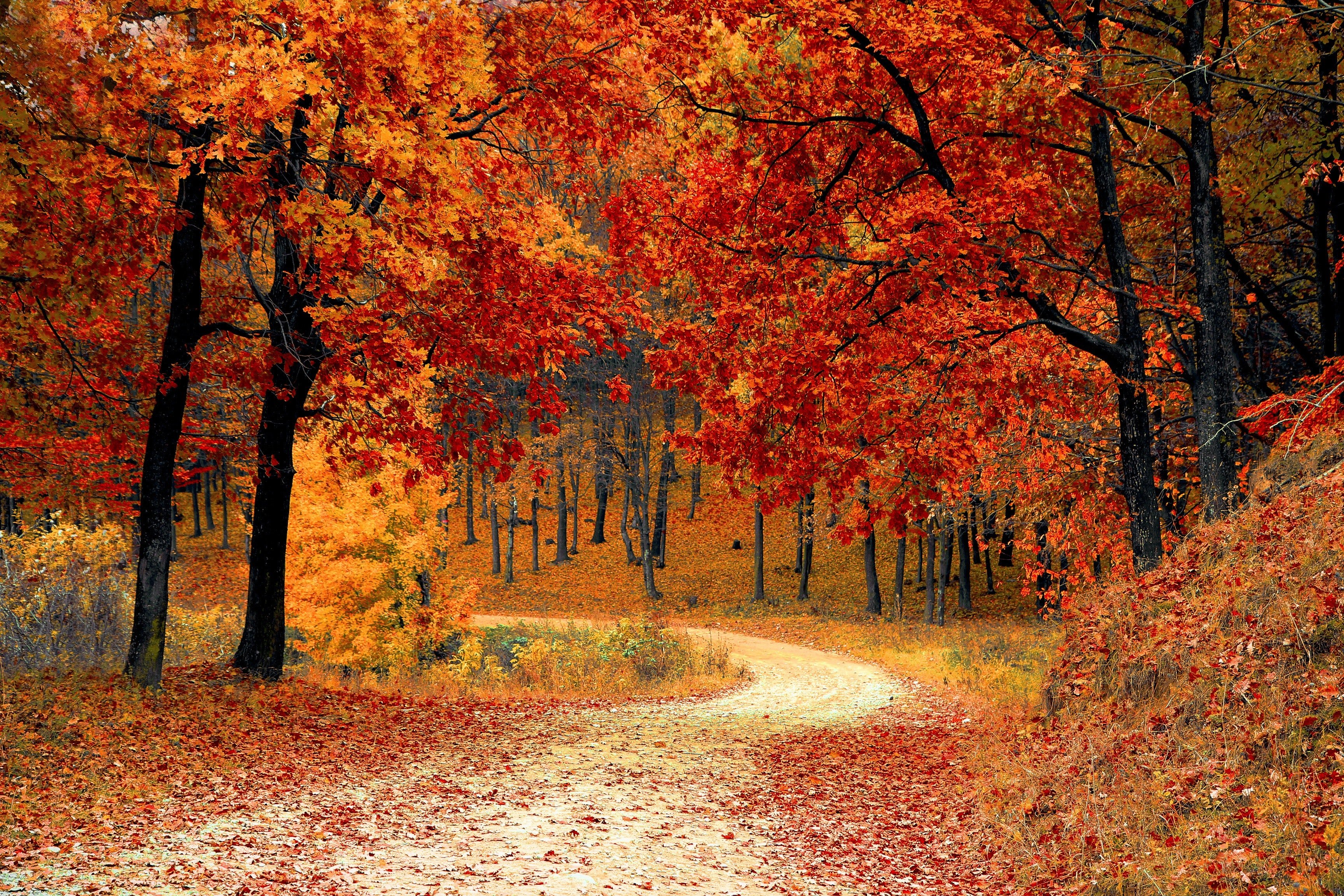 Colorful Landscape Forest Fall Wallpapers