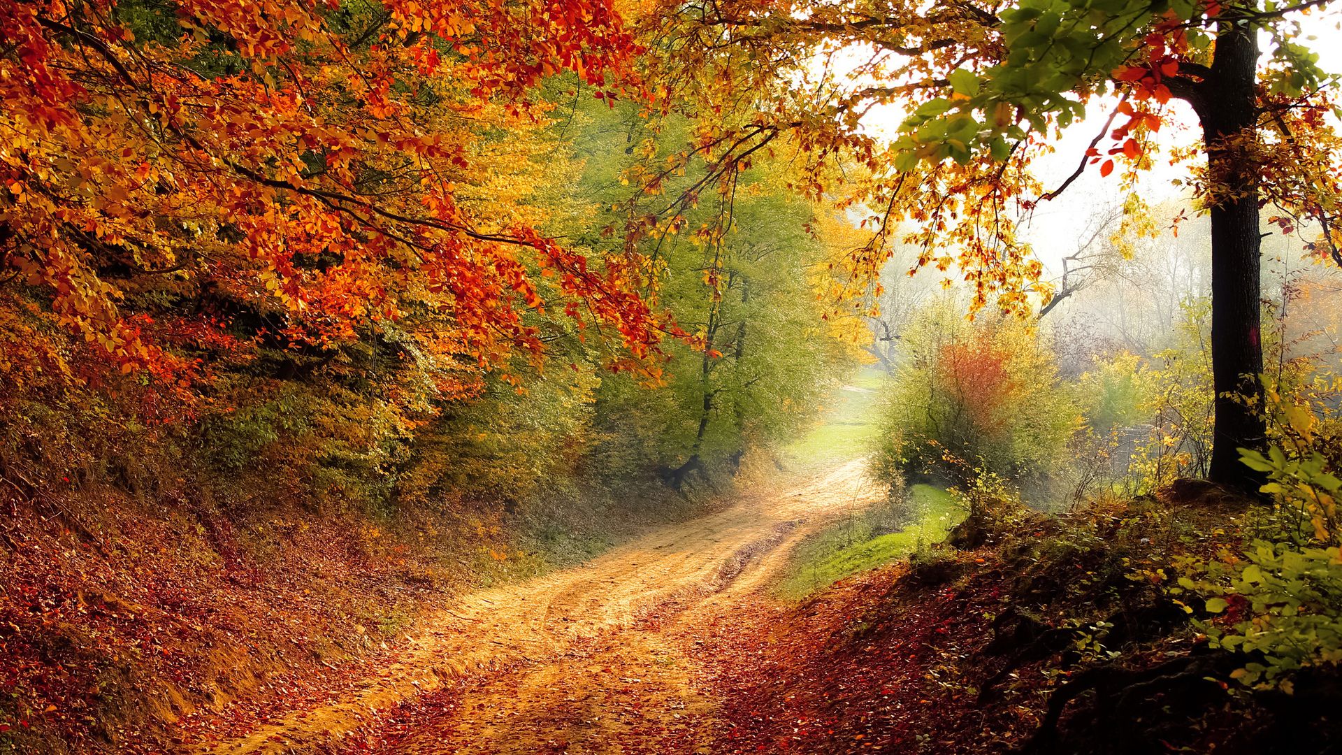 Colorful Landscape Forest Fall Wallpapers