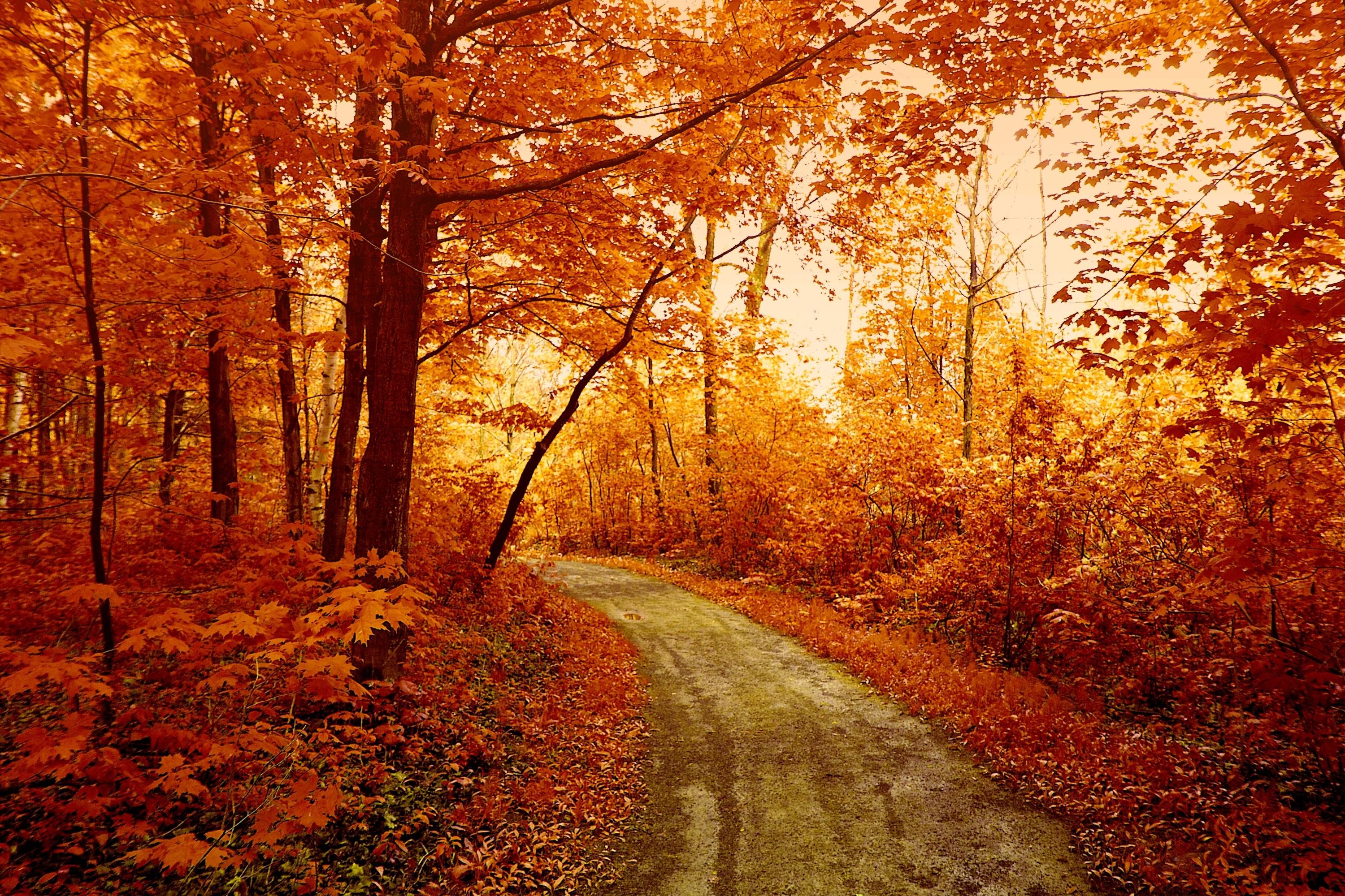 Colorful Landscape Forest Fall Wallpapers