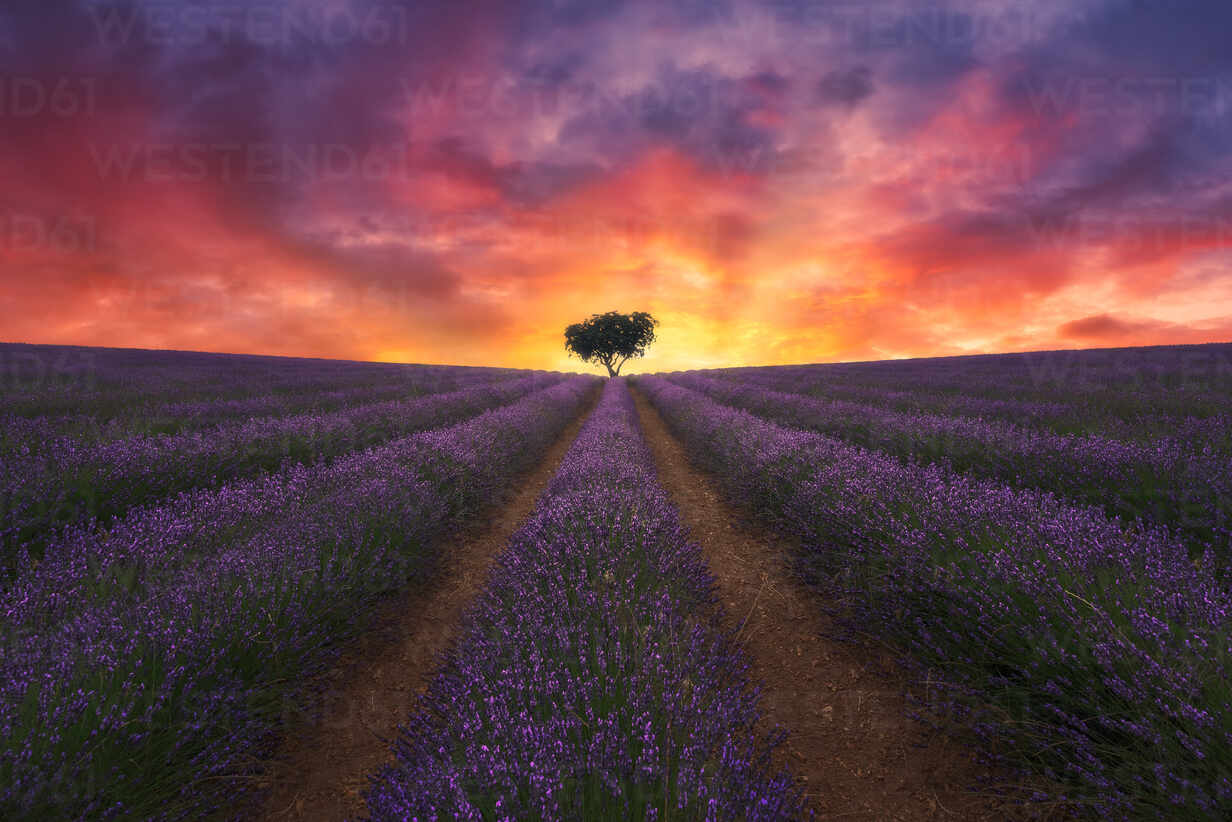 Colorful Sunset At Lonely Field Wallpapers