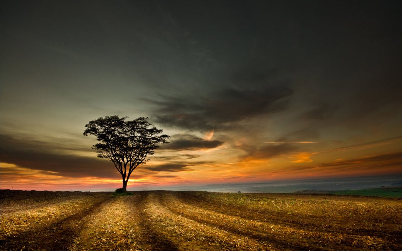 Colorful Sunset At Lonely Field Wallpapers