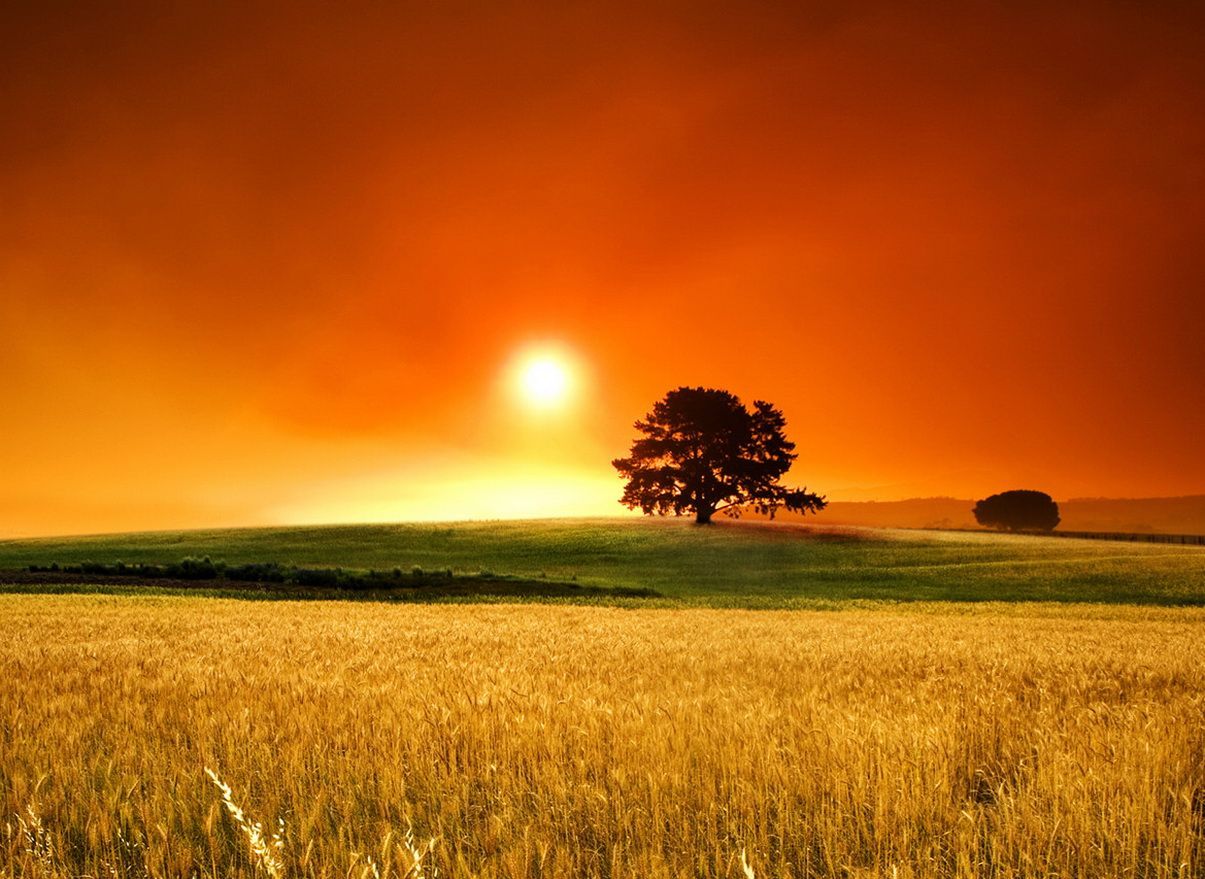 Colorful Sunset At Lonely Field Wallpapers