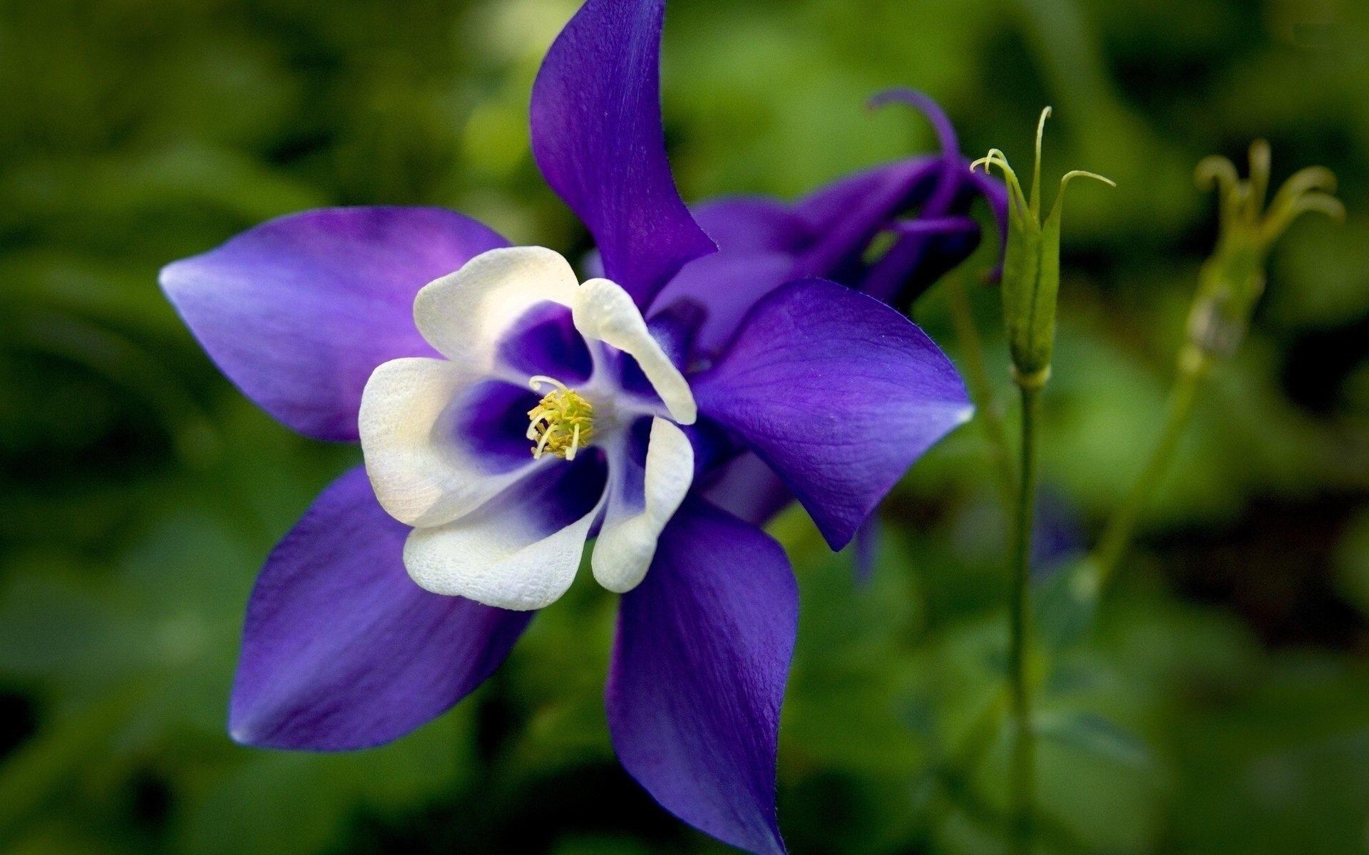 Columbine Wallpapers