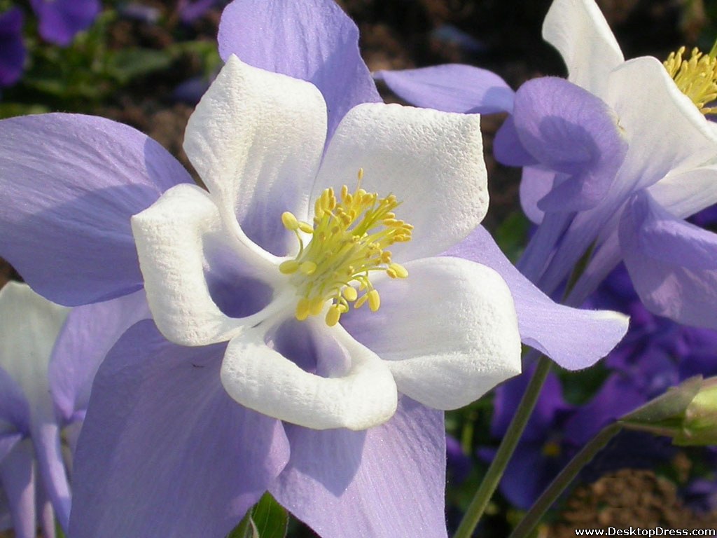 Columbine Wallpapers