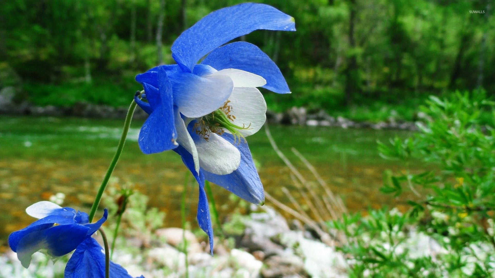 Columbine Wallpapers