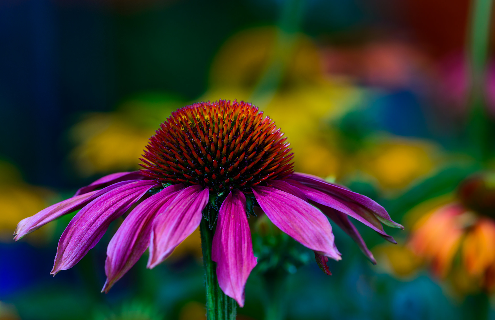 Coneflower Wallpapers