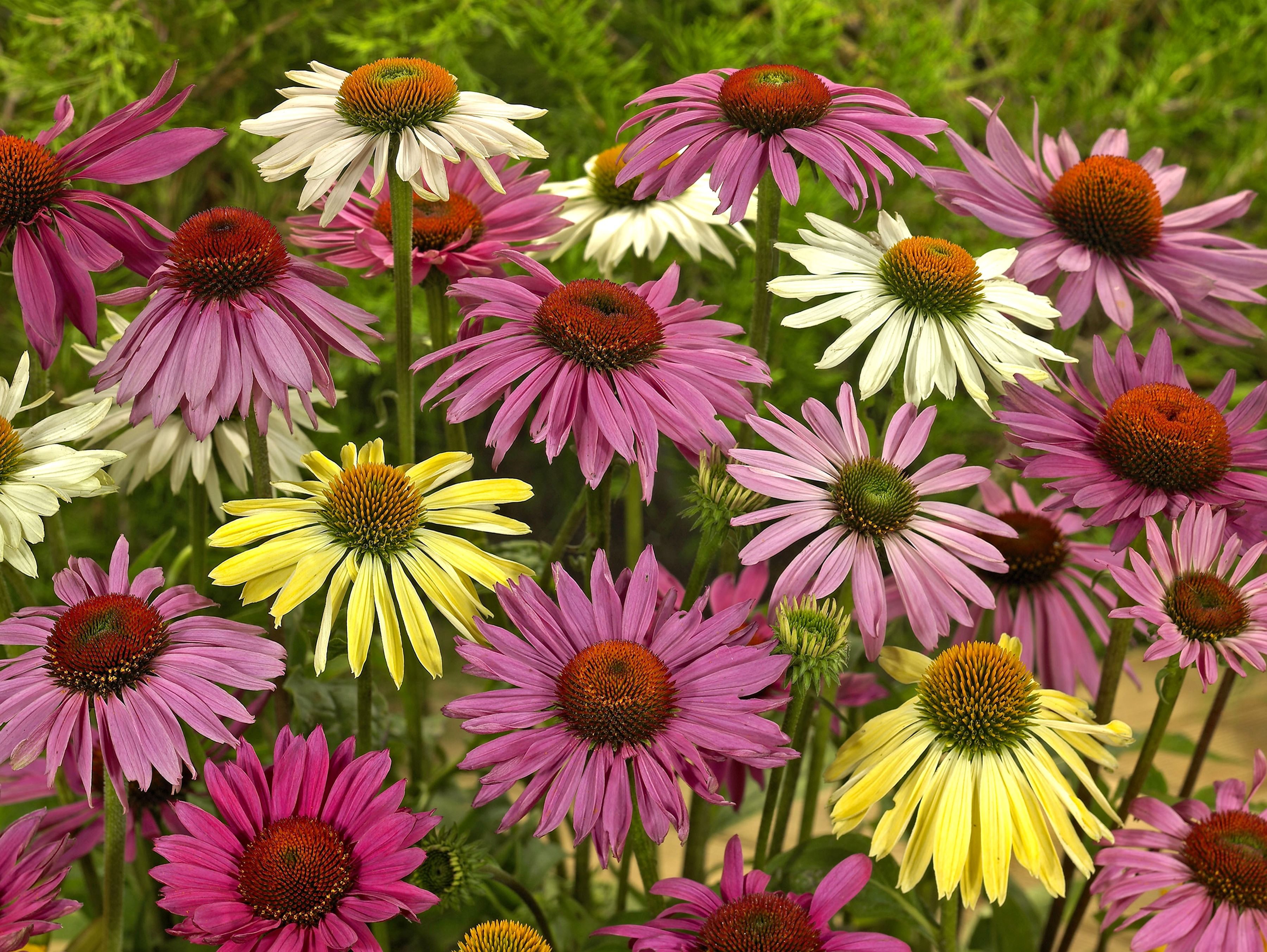 Coneflower Wallpapers