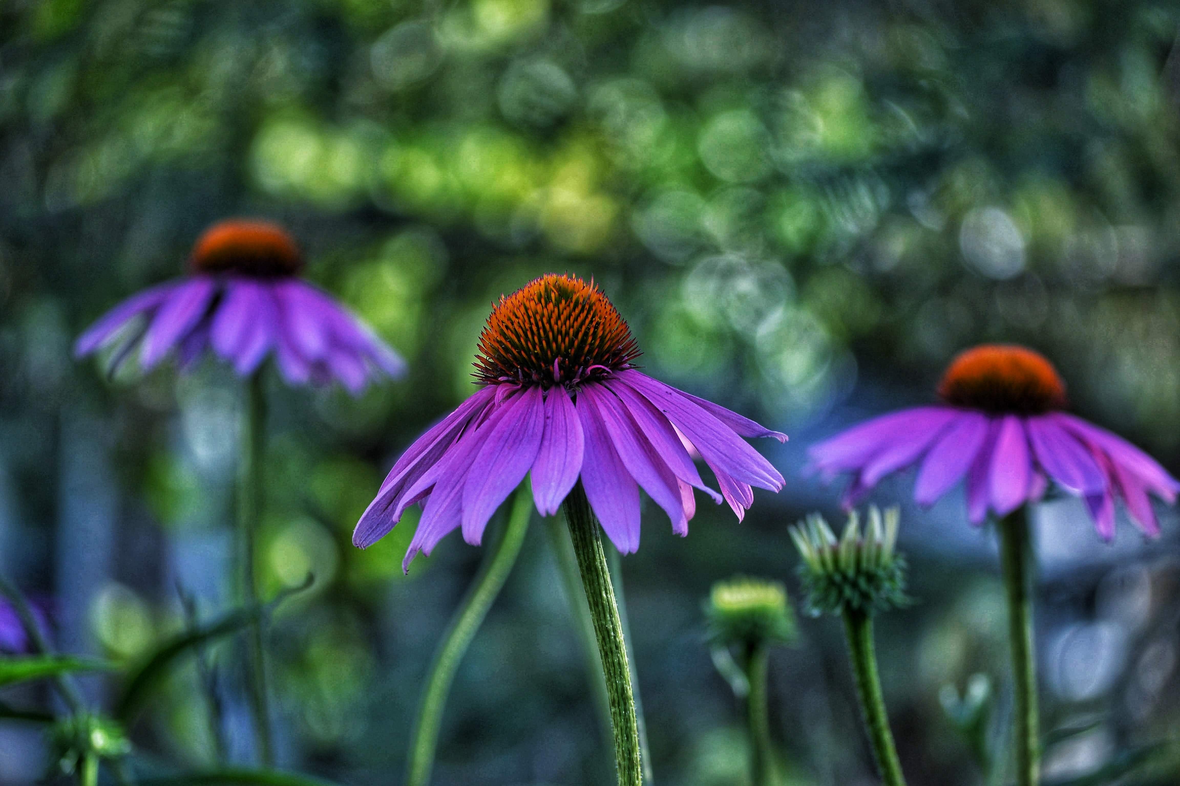 Coneflower Wallpapers