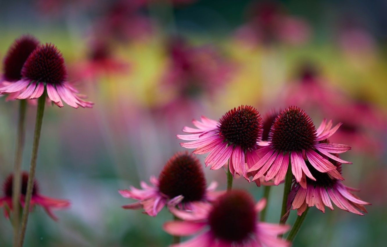 Coneflower Wallpapers