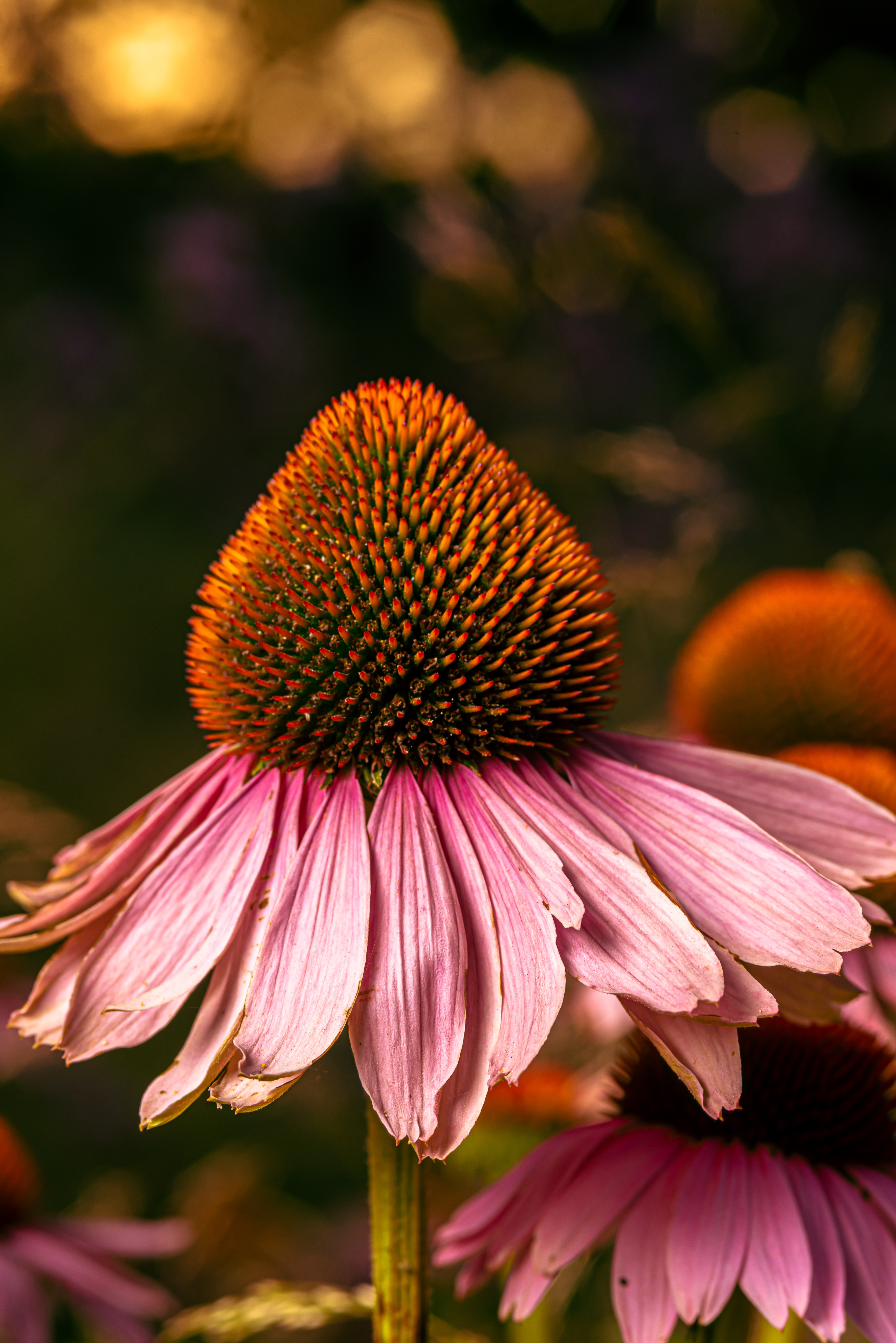 Coneflower Wallpapers