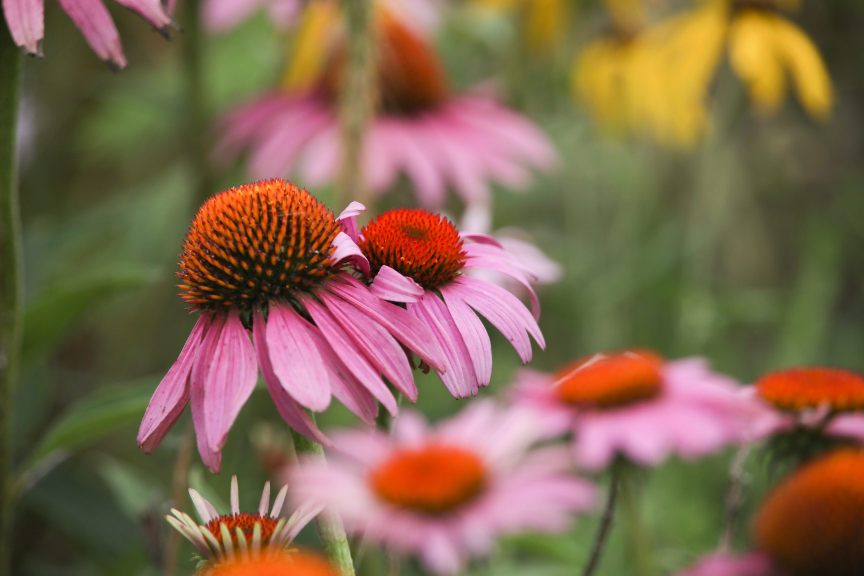 Coneflower Wallpapers