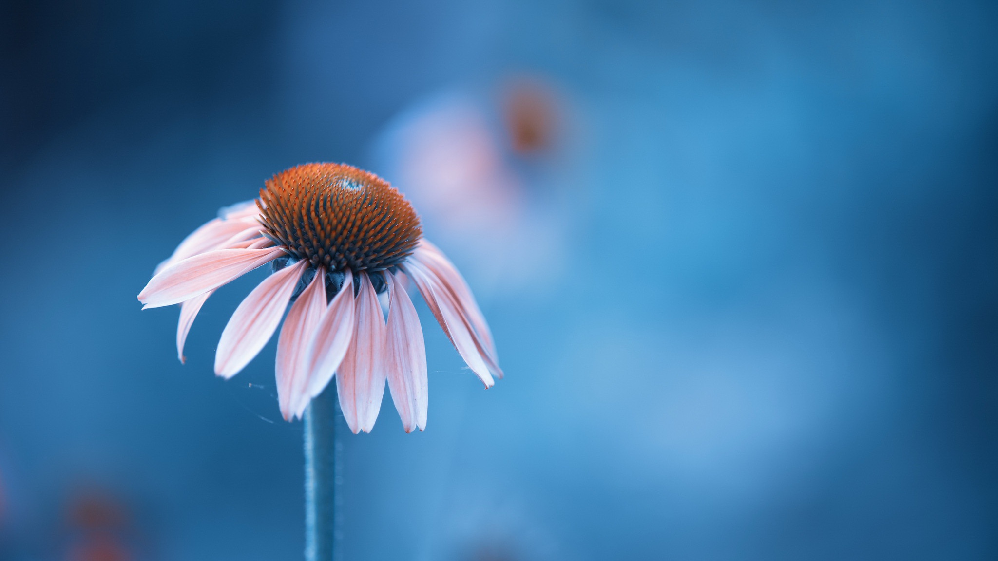 Coneflower Wallpapers