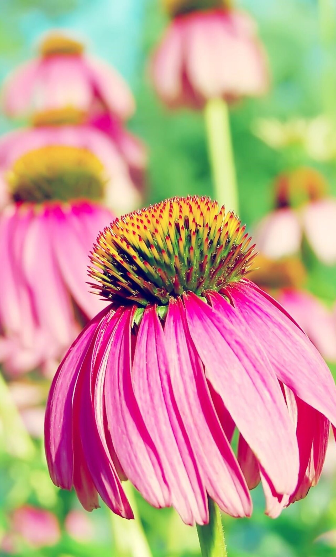 Coneflower Wallpapers