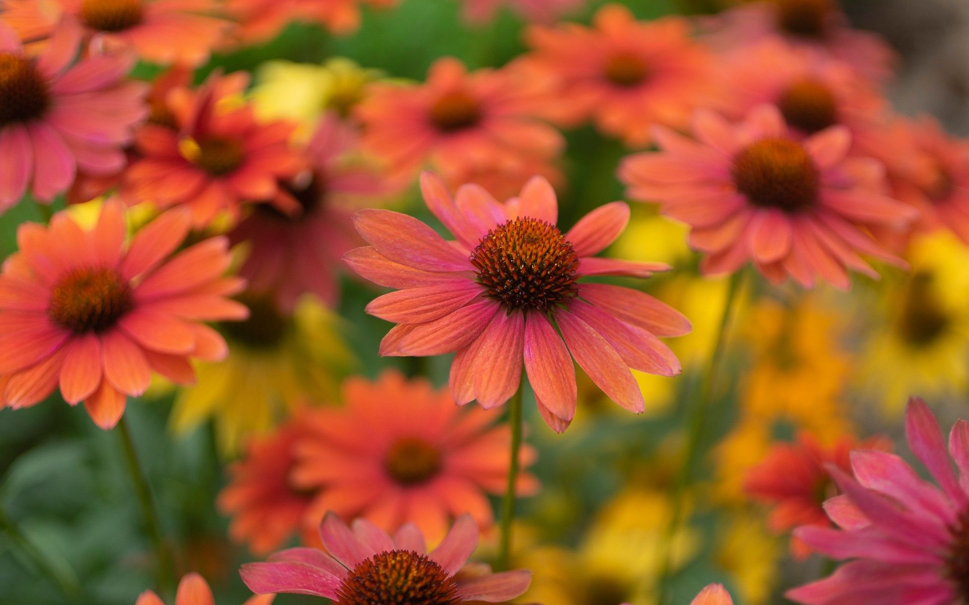 Coneflower Wallpapers