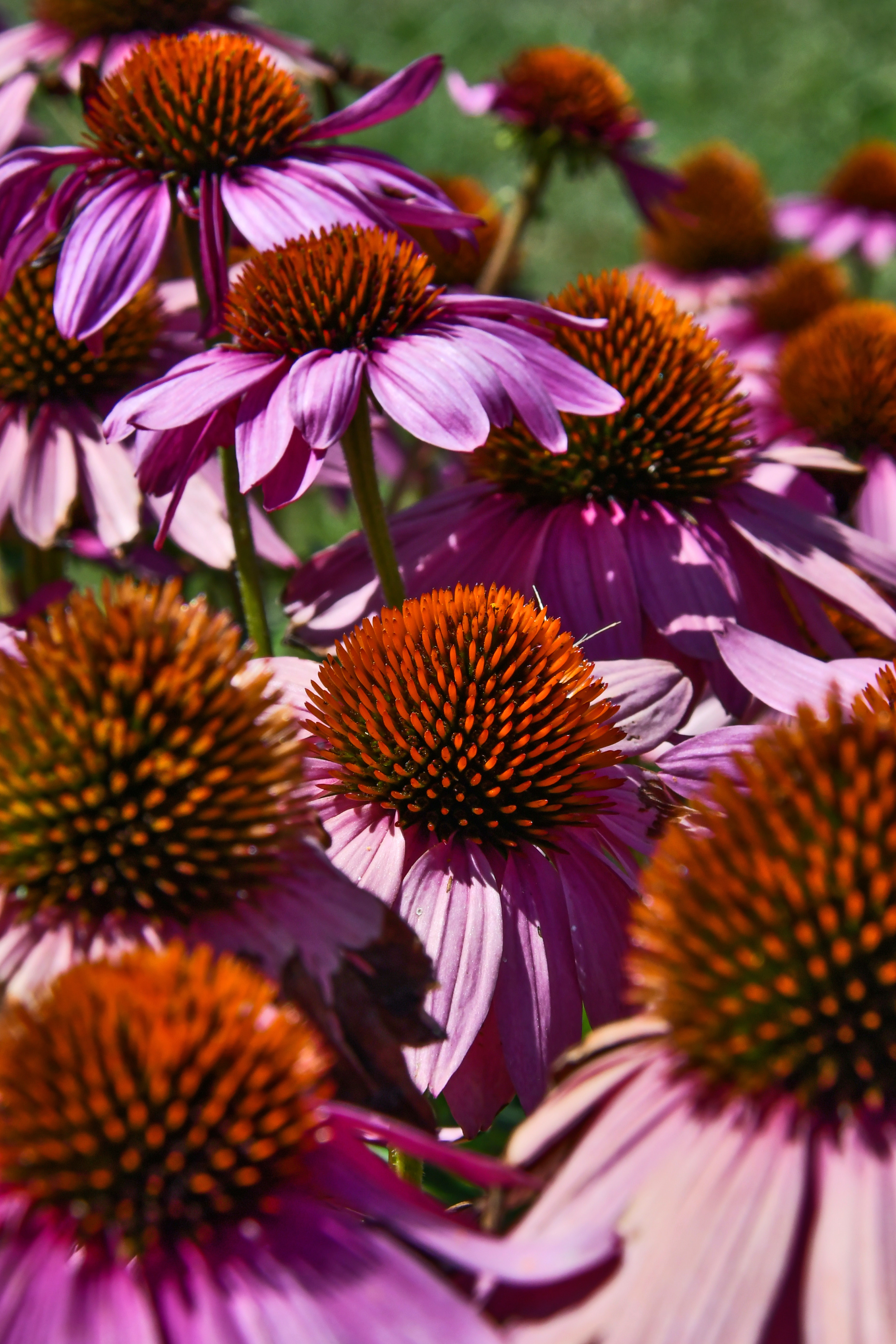 Coneflower Wallpapers