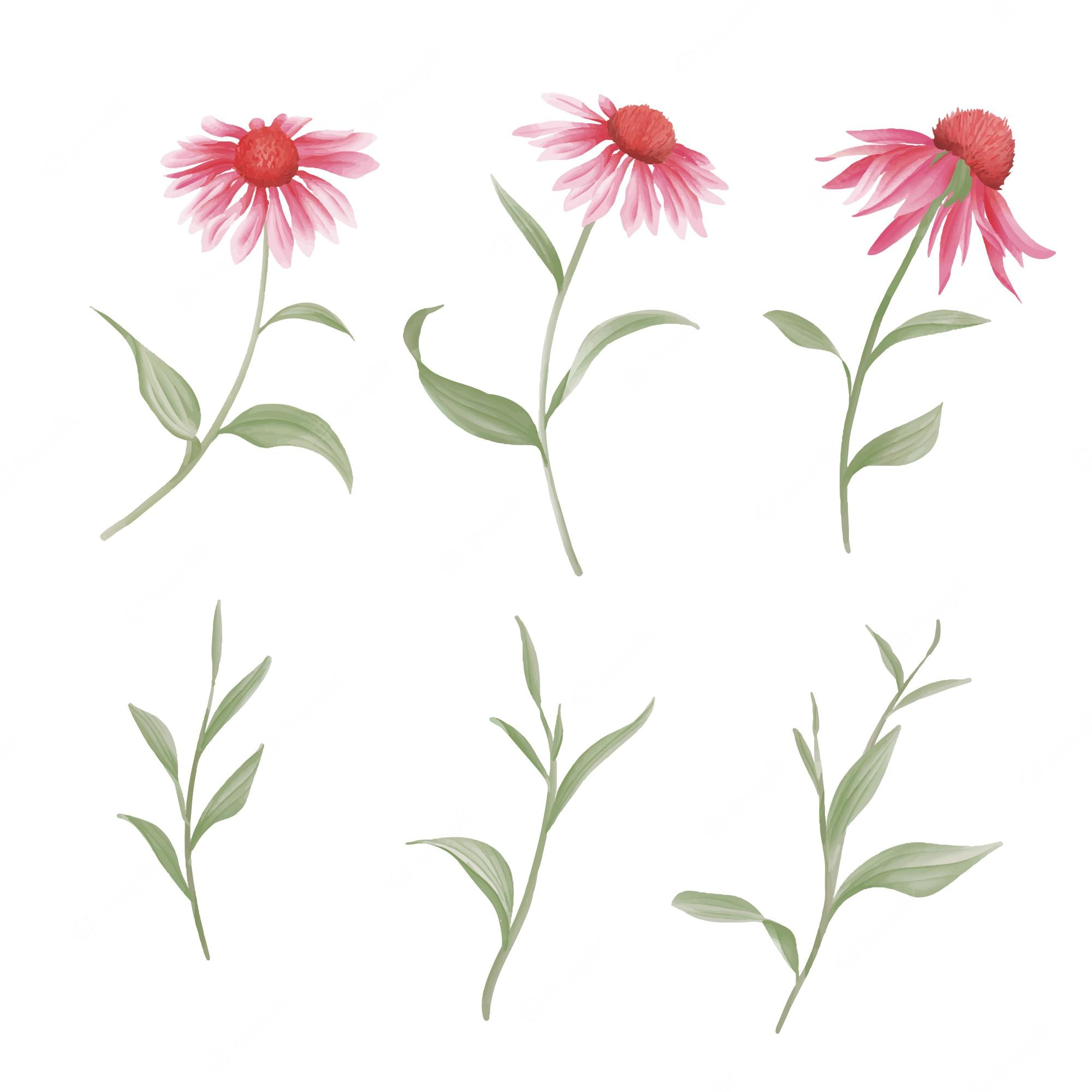 Coneflower Wallpapers