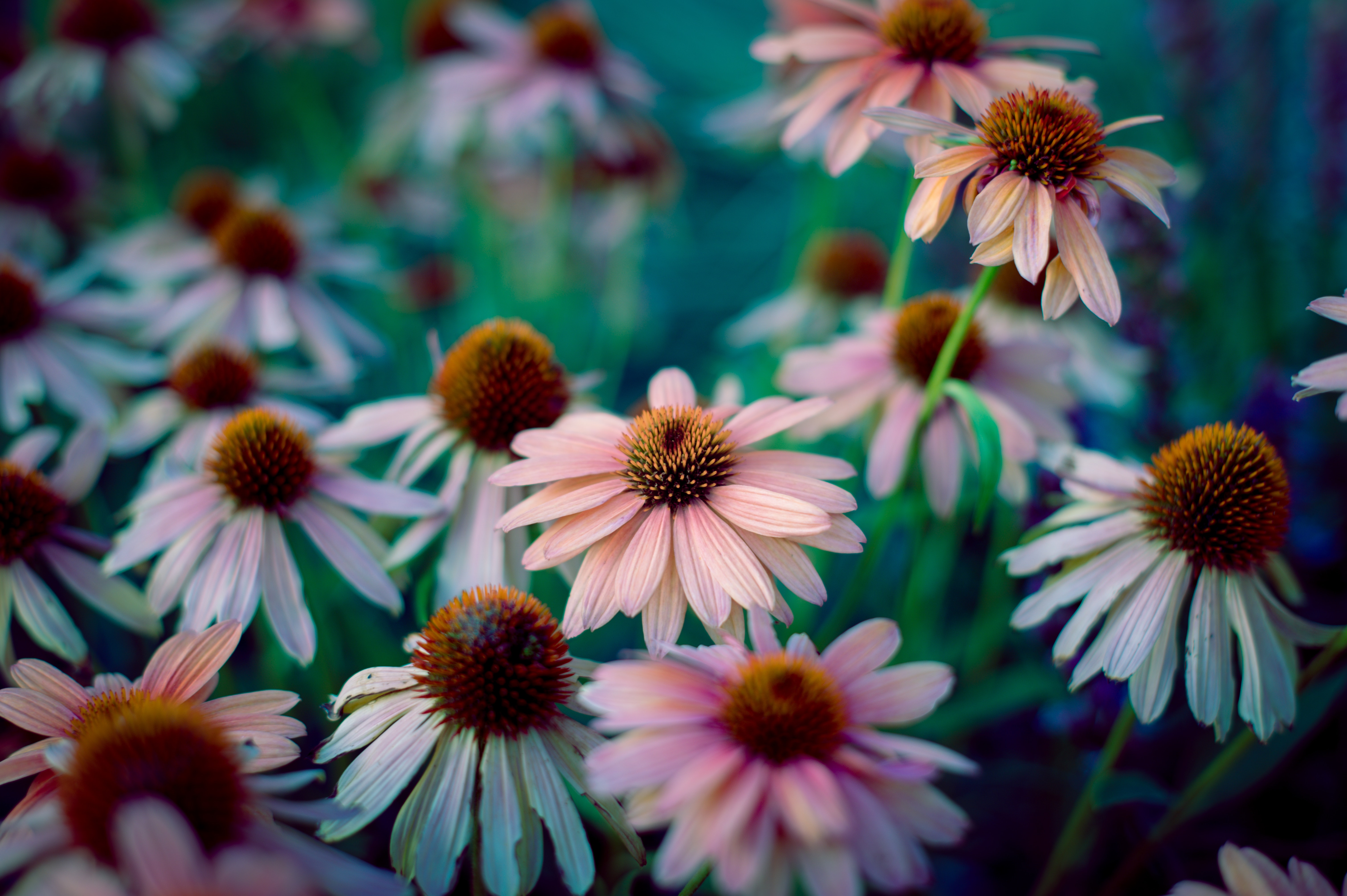 Coneflower Wallpapers