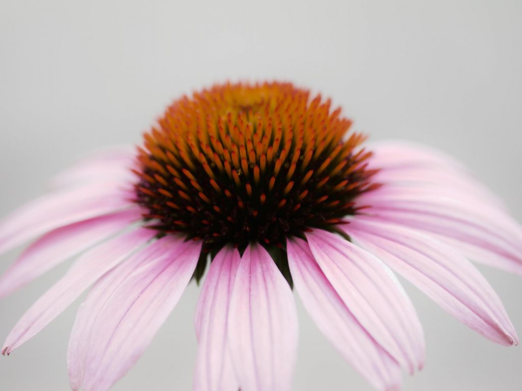 Coneflower Wallpapers