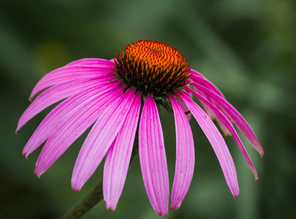 Coneflower Wallpapers