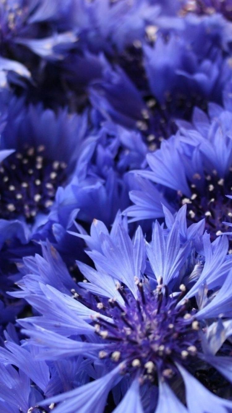 Cornflower Wallpapers